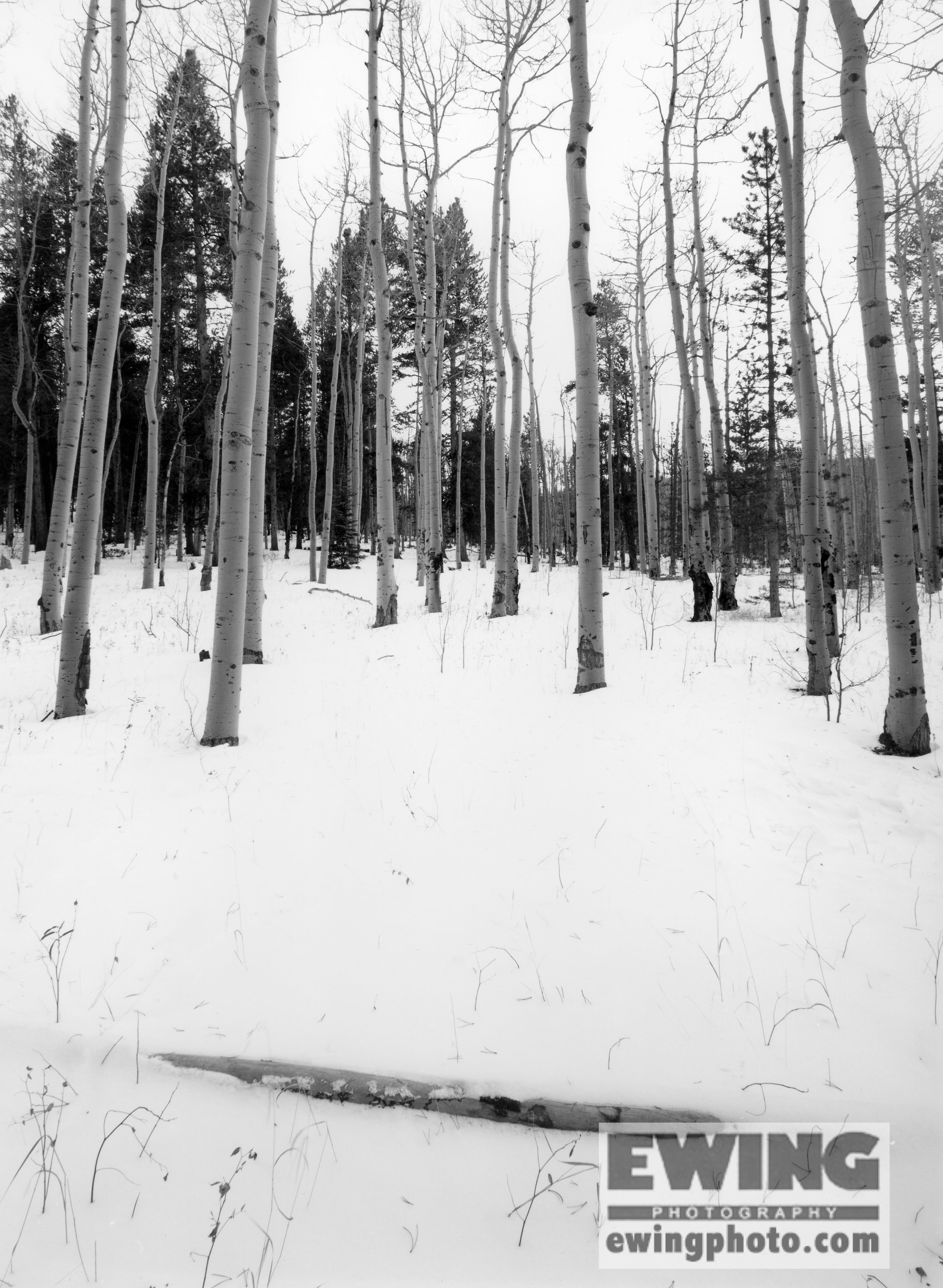 Aspens on Kenosha Pass, South Park Colorado