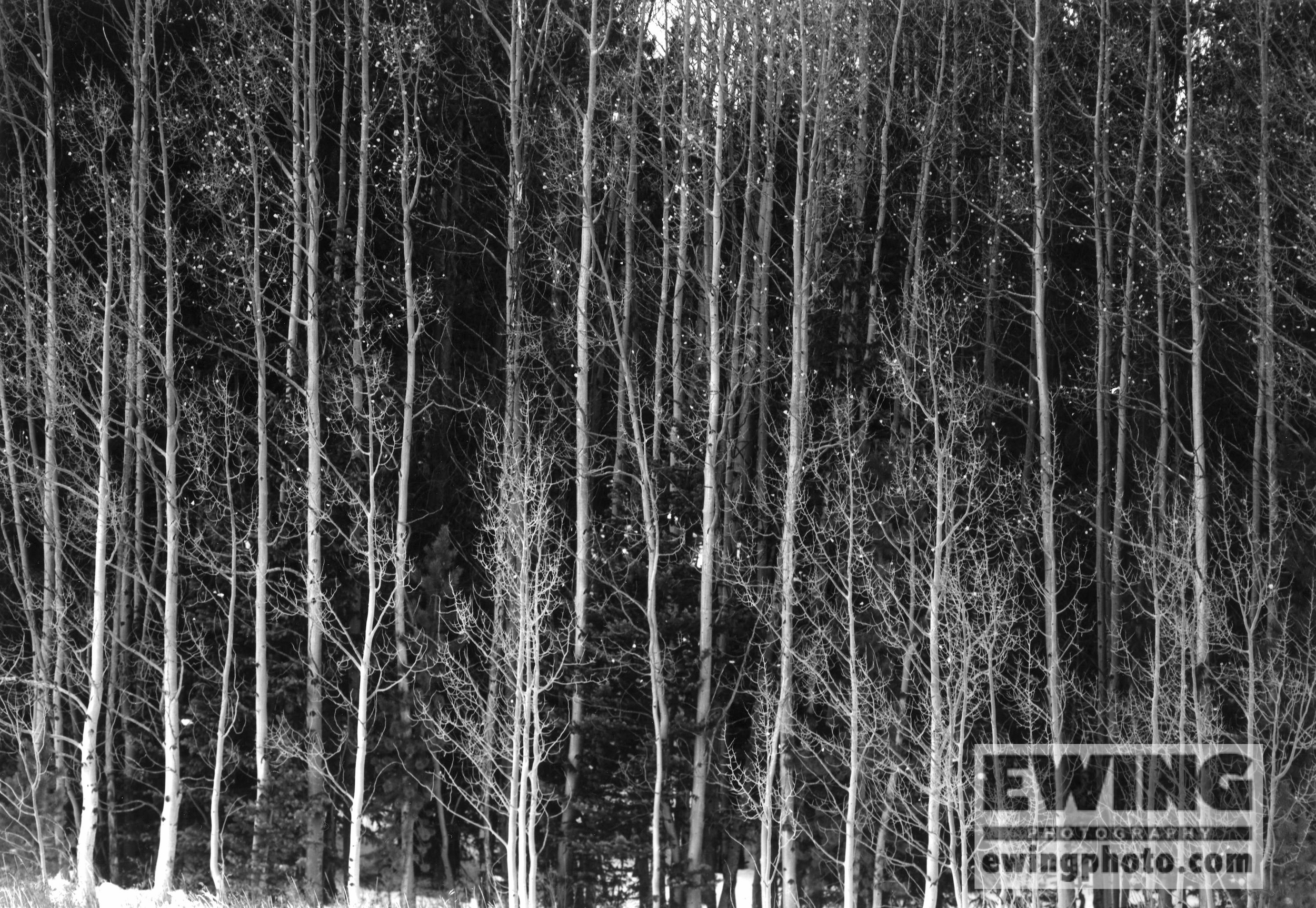 Aspen Trees. Alma, Colorado