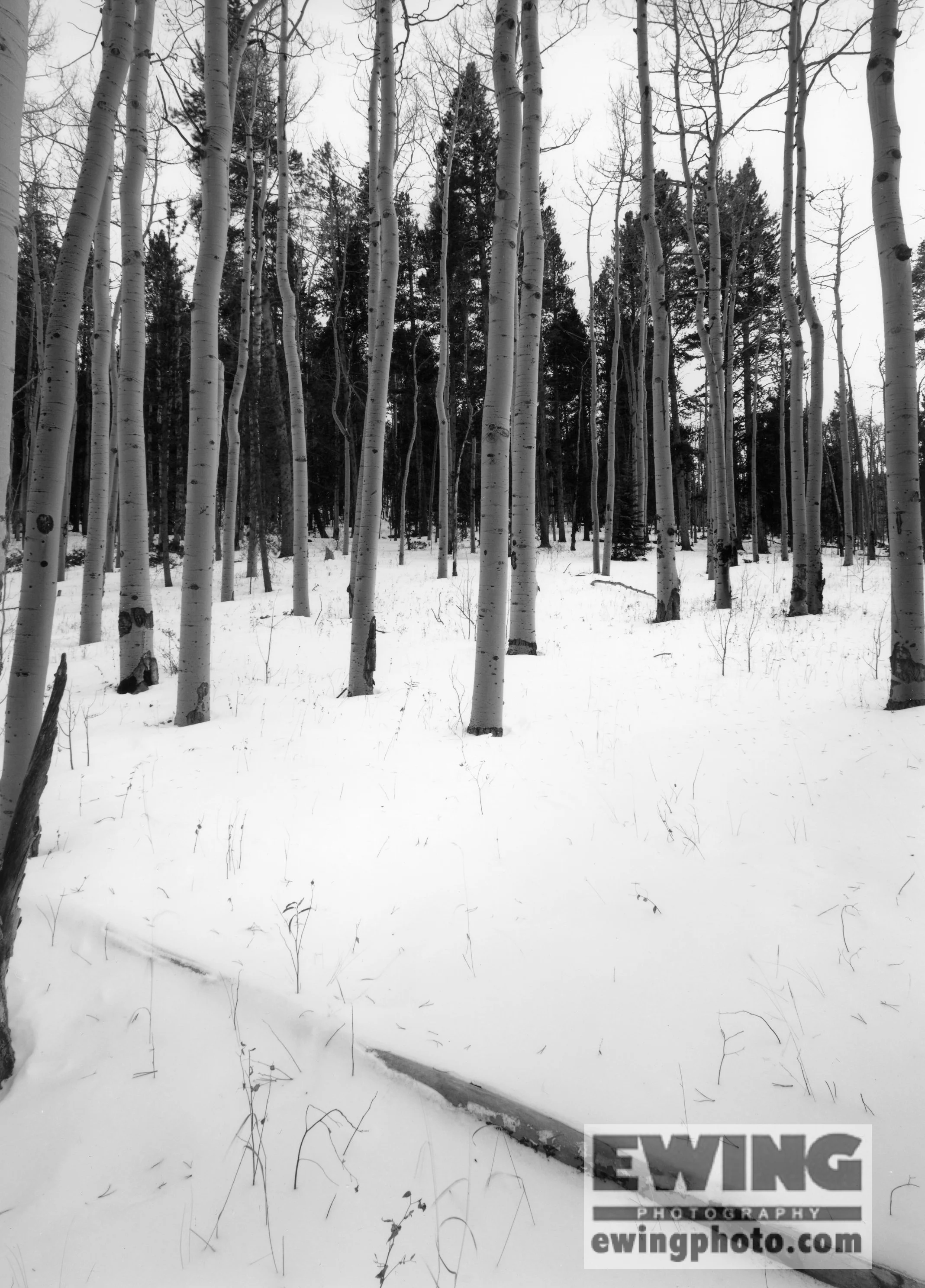 Aspens on Kenosha Pass South Park, Colorado