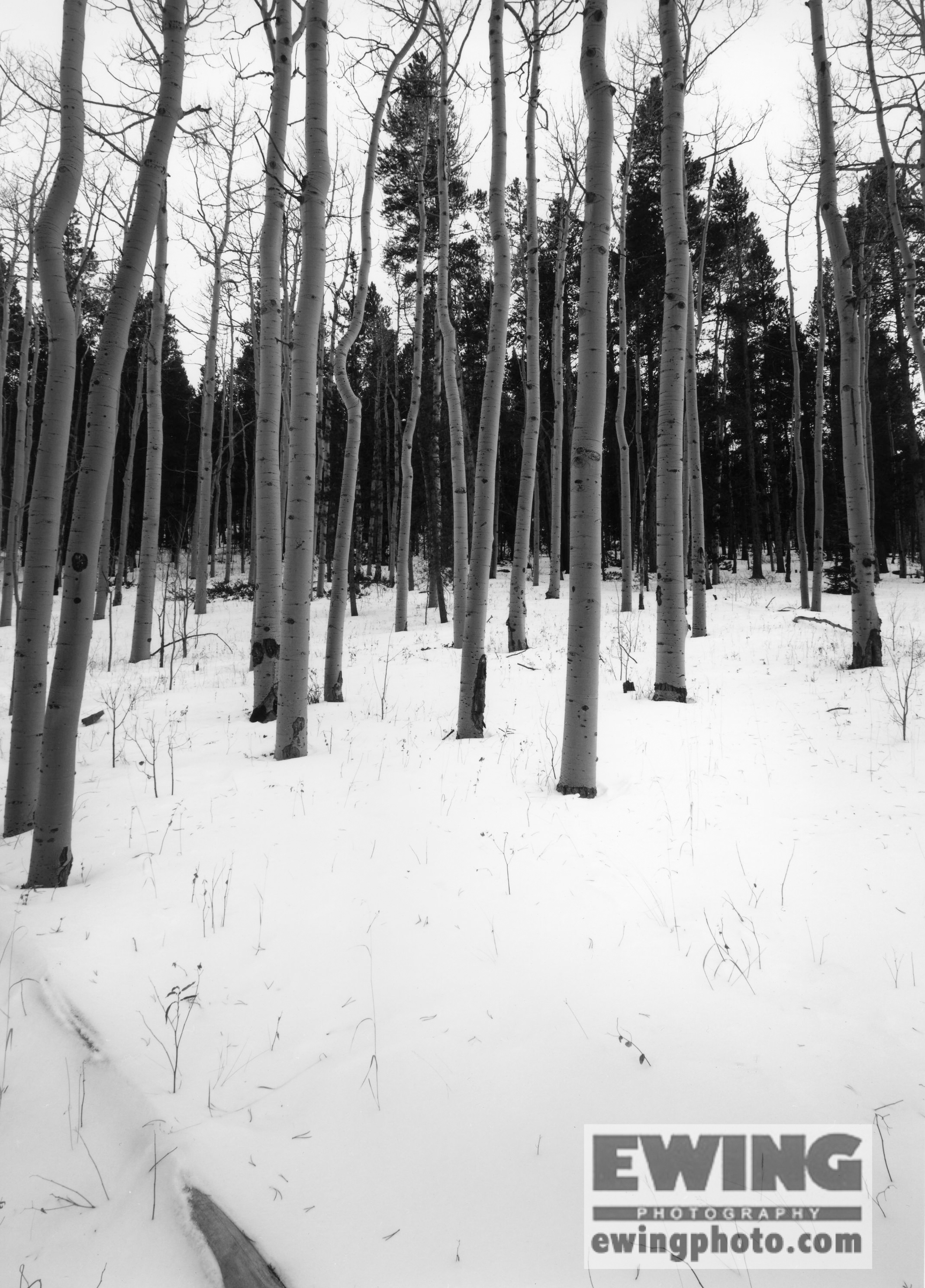 Aspens on Kenosha Pass South Park, Colorado