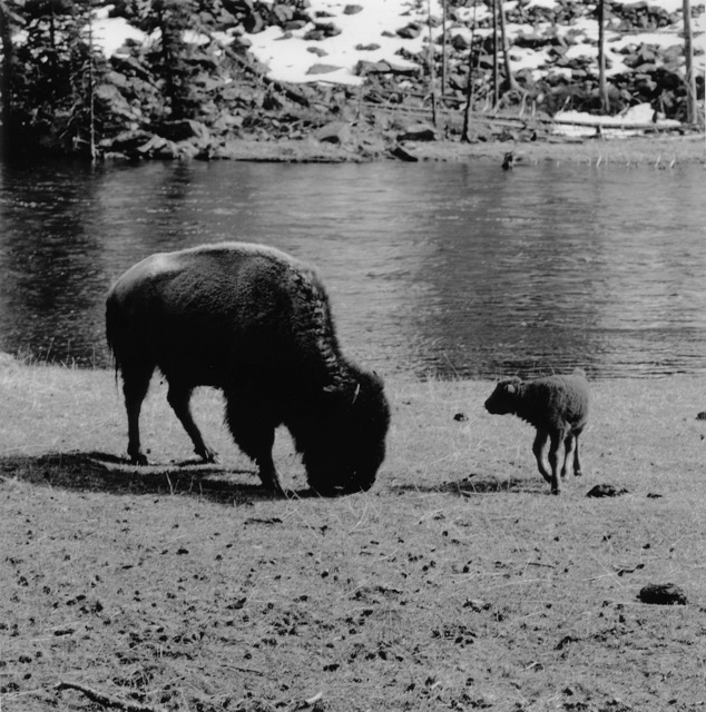 Buffalo Mother and Calf Yellowstone Wyoming