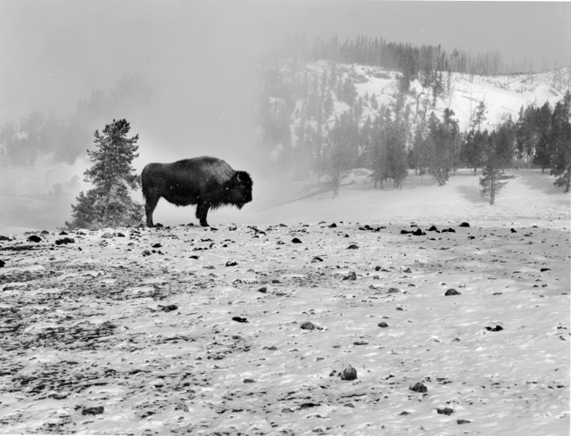Buffalo Yellowstone National Park  Wyoming