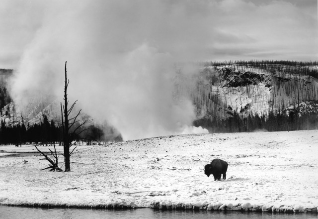 Buffalo, Midway Geyser Basin  Yellowstone National Park, Wyoming