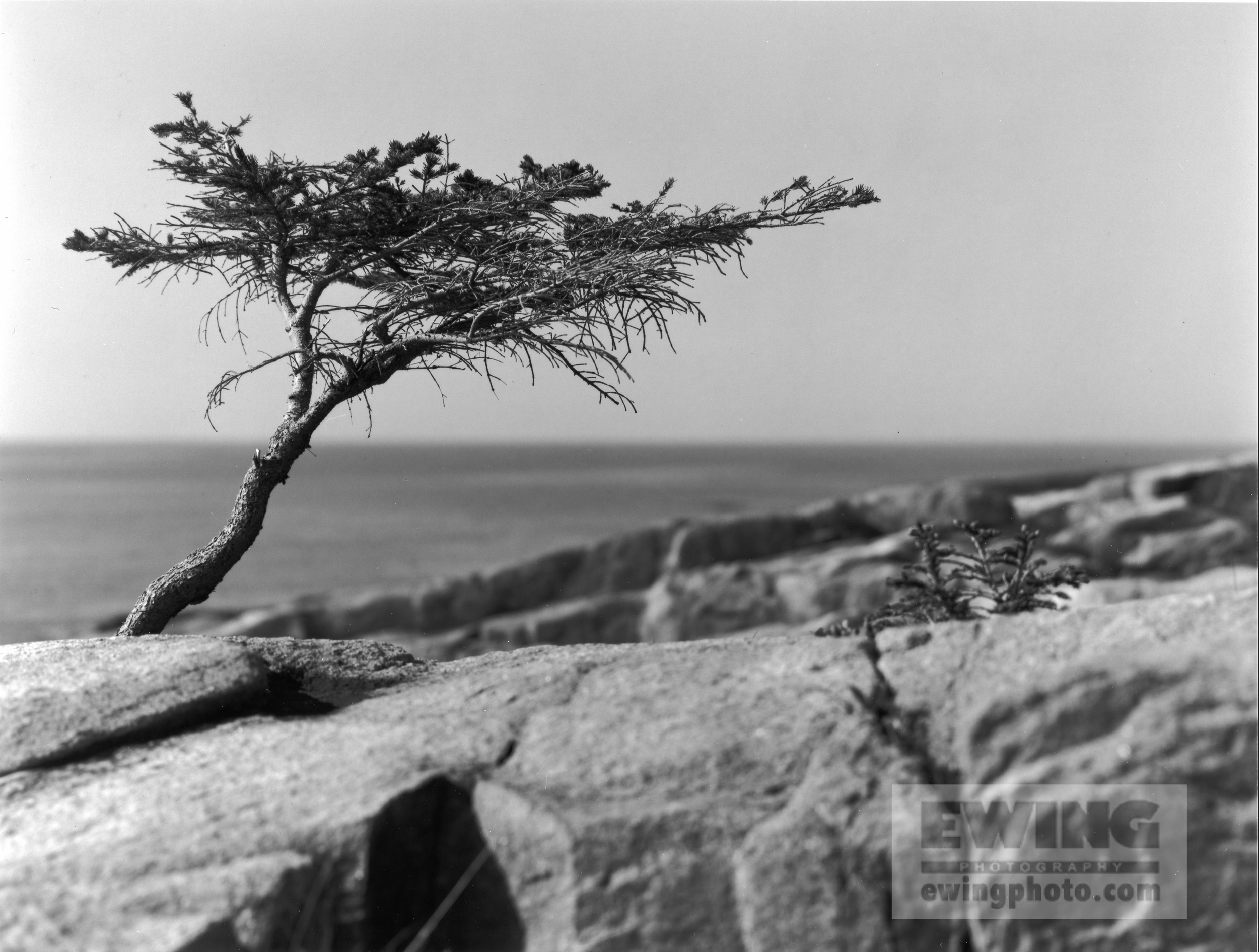 Sarah's Tree Coastal Maine
