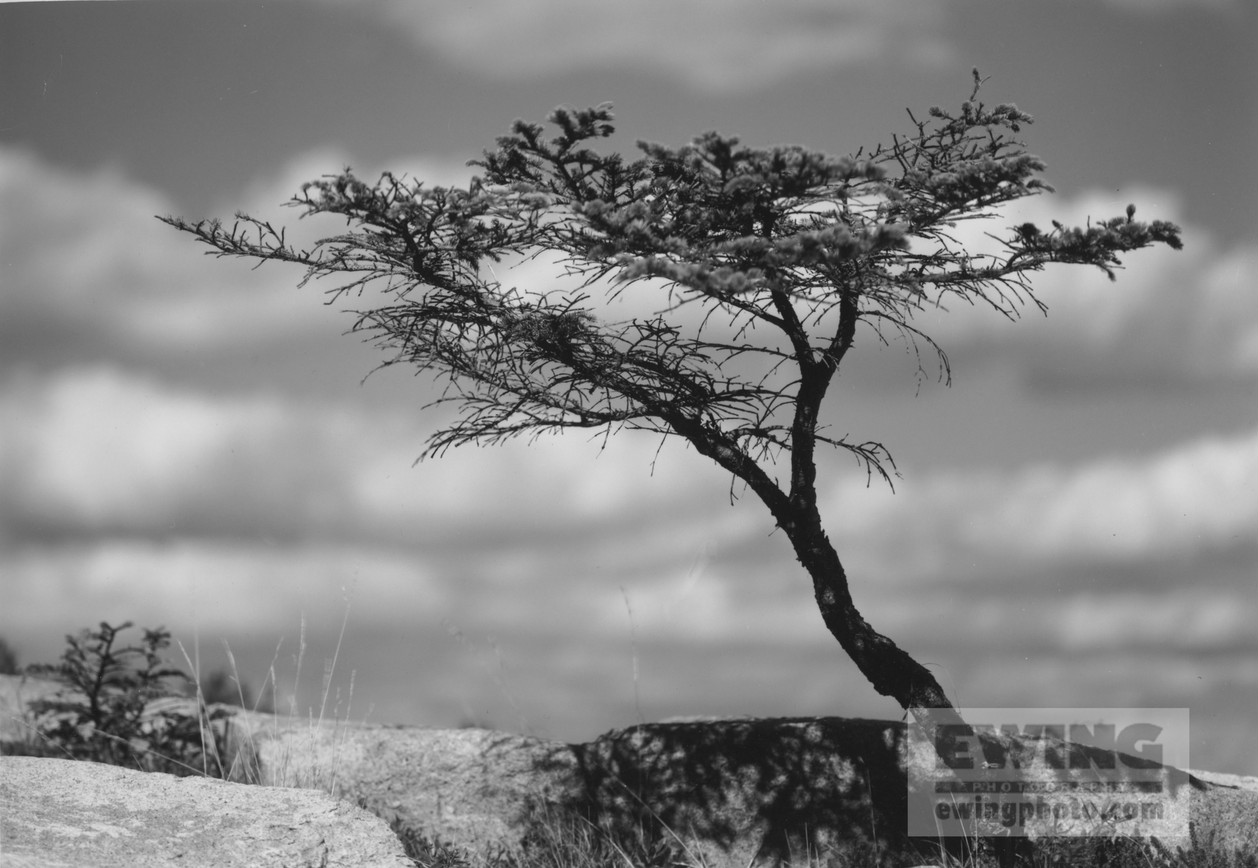 Sarah's Tree Coastal Maine October 