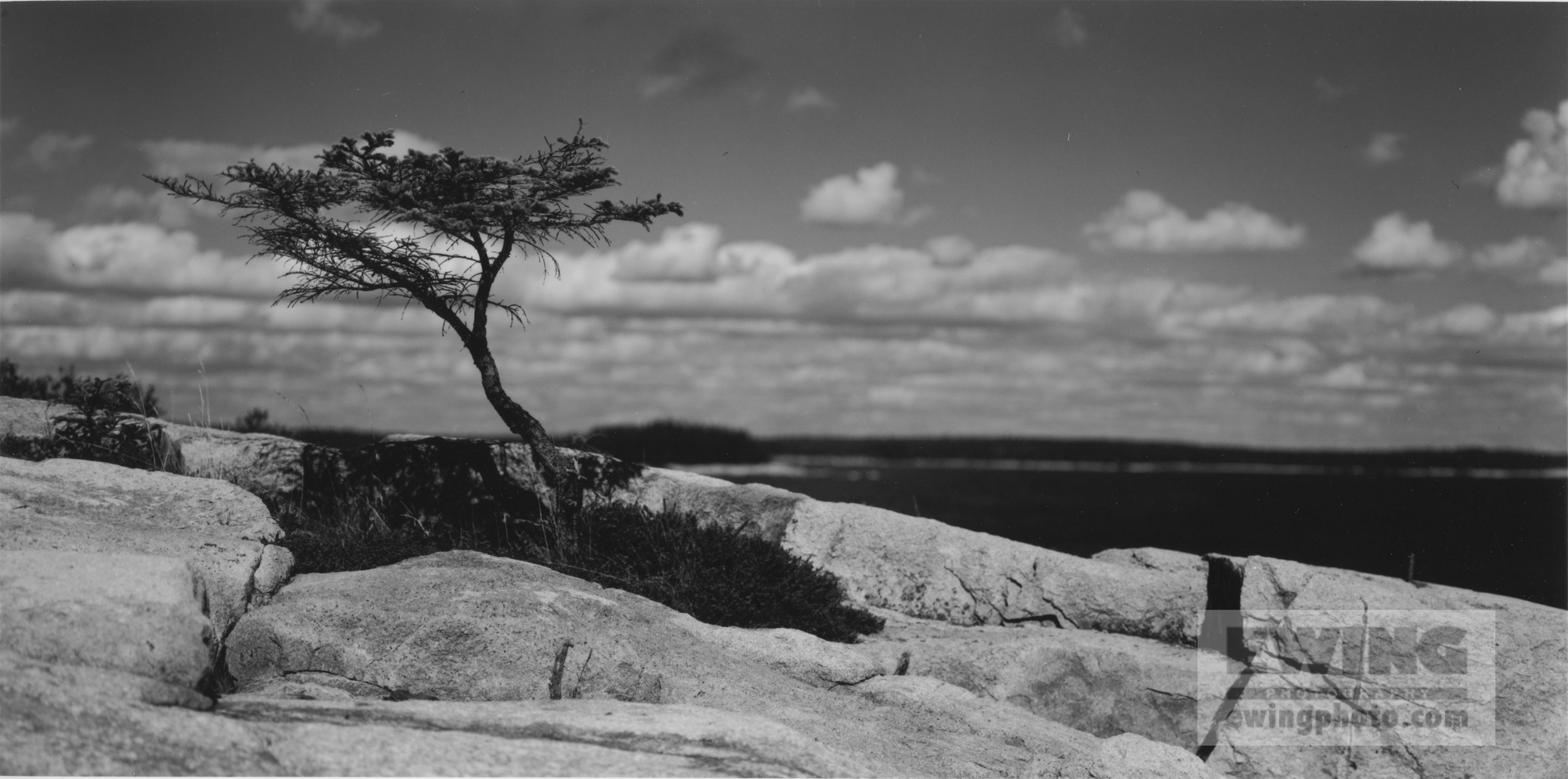 Sarah's Tree Coastal Maine October 9