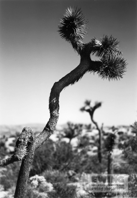 Joshua Tree National Park