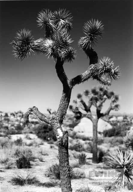 Joshua Tree National Park 2/24/2018