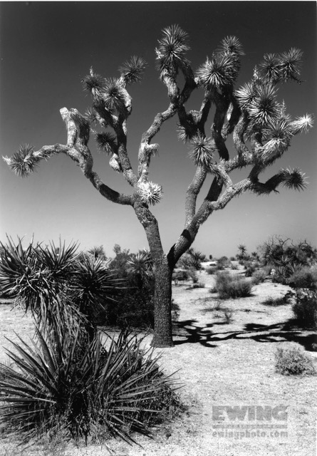 Joshua Tree, Single