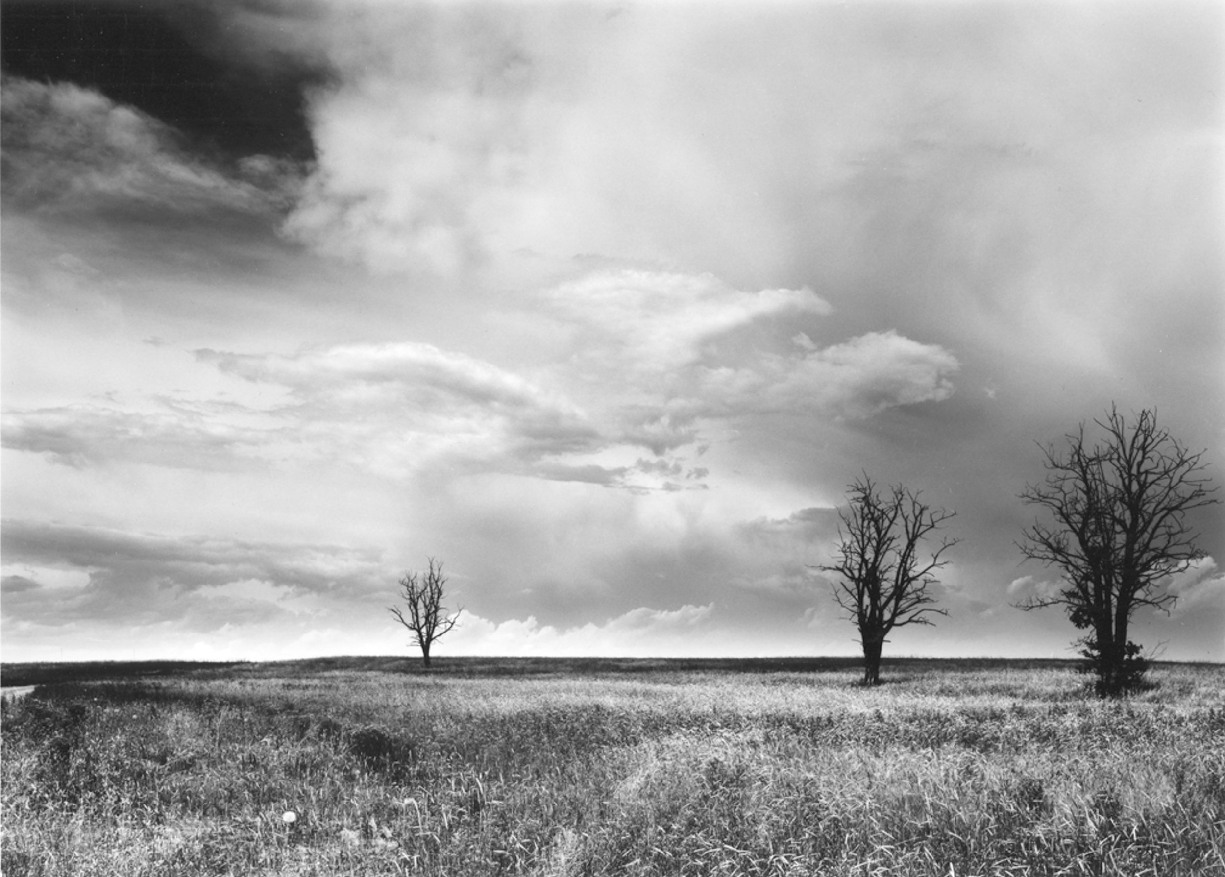 Three Trees, North of Fort Collins Colorado 