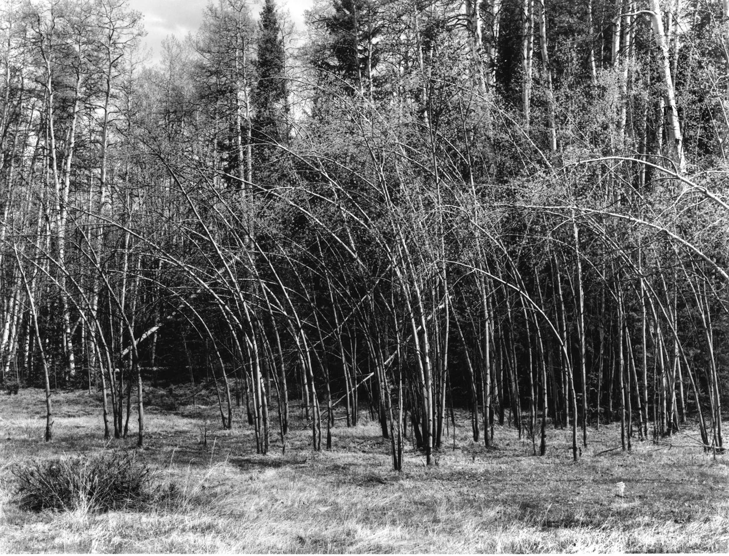 Bull Gulch CO 