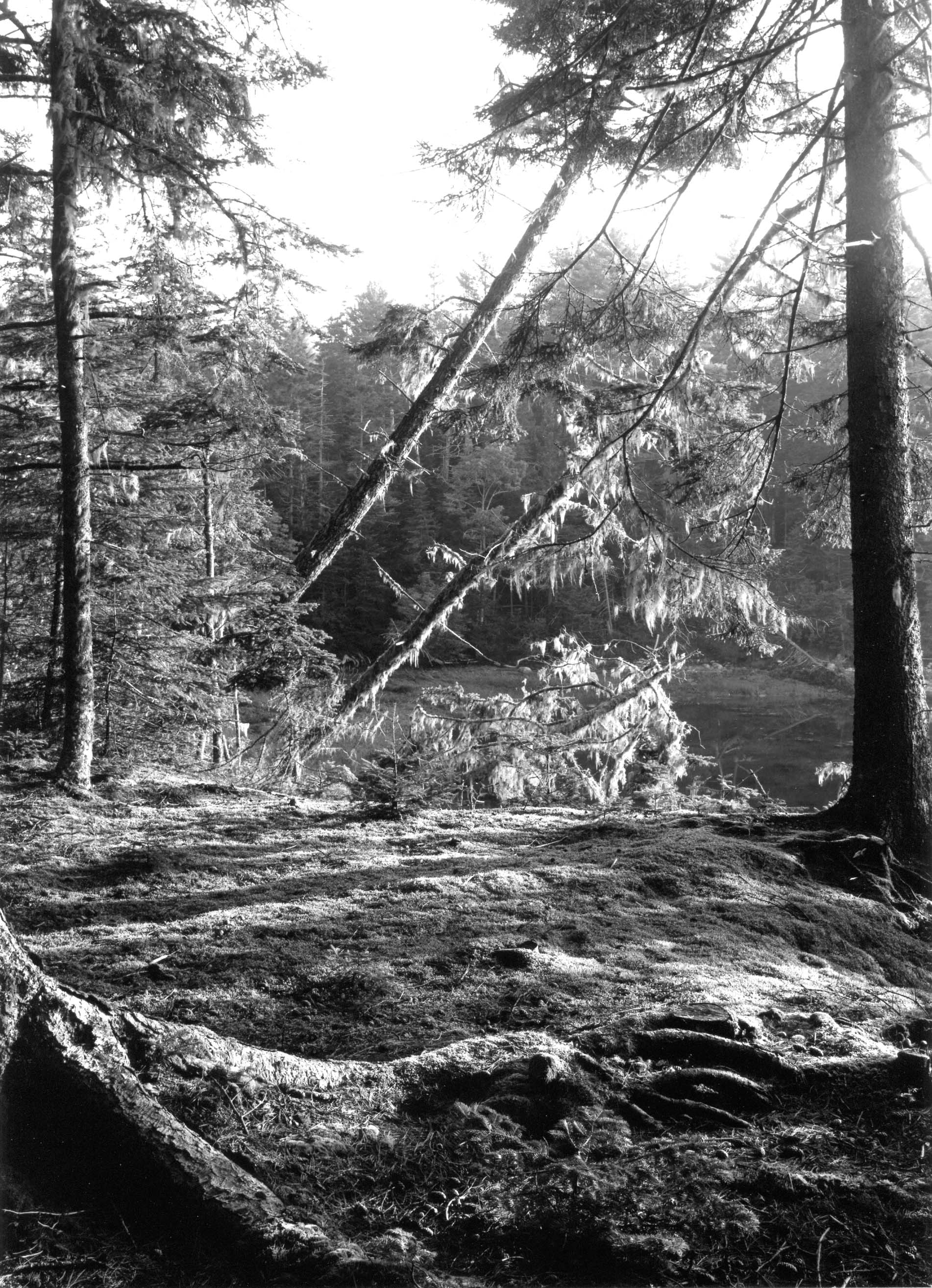 Doans Pt. Woods Sorrento, Maine 