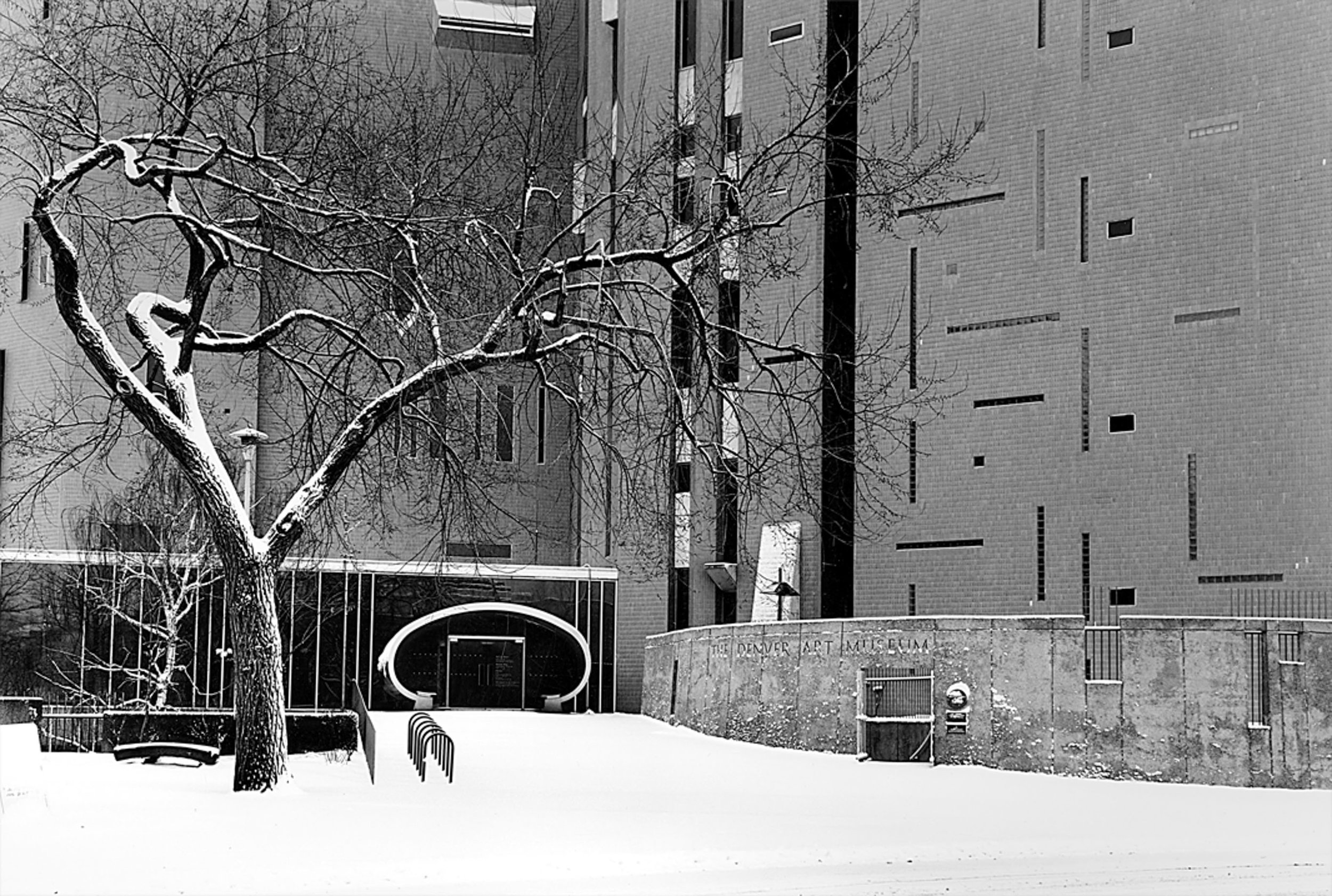 Elm Tree, Denver Art Museum Denver 