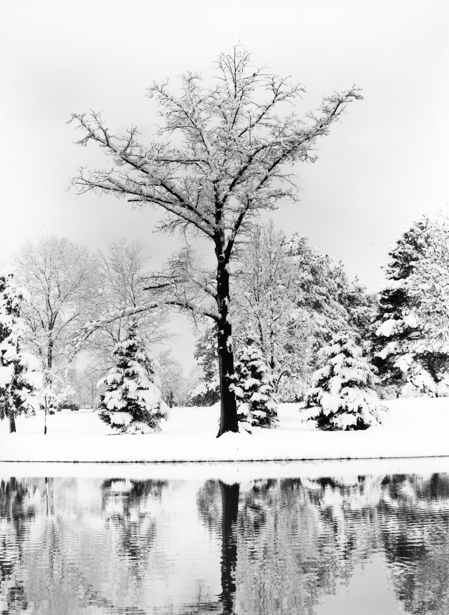 Elm Tree, Washington Park Denver, Colorado