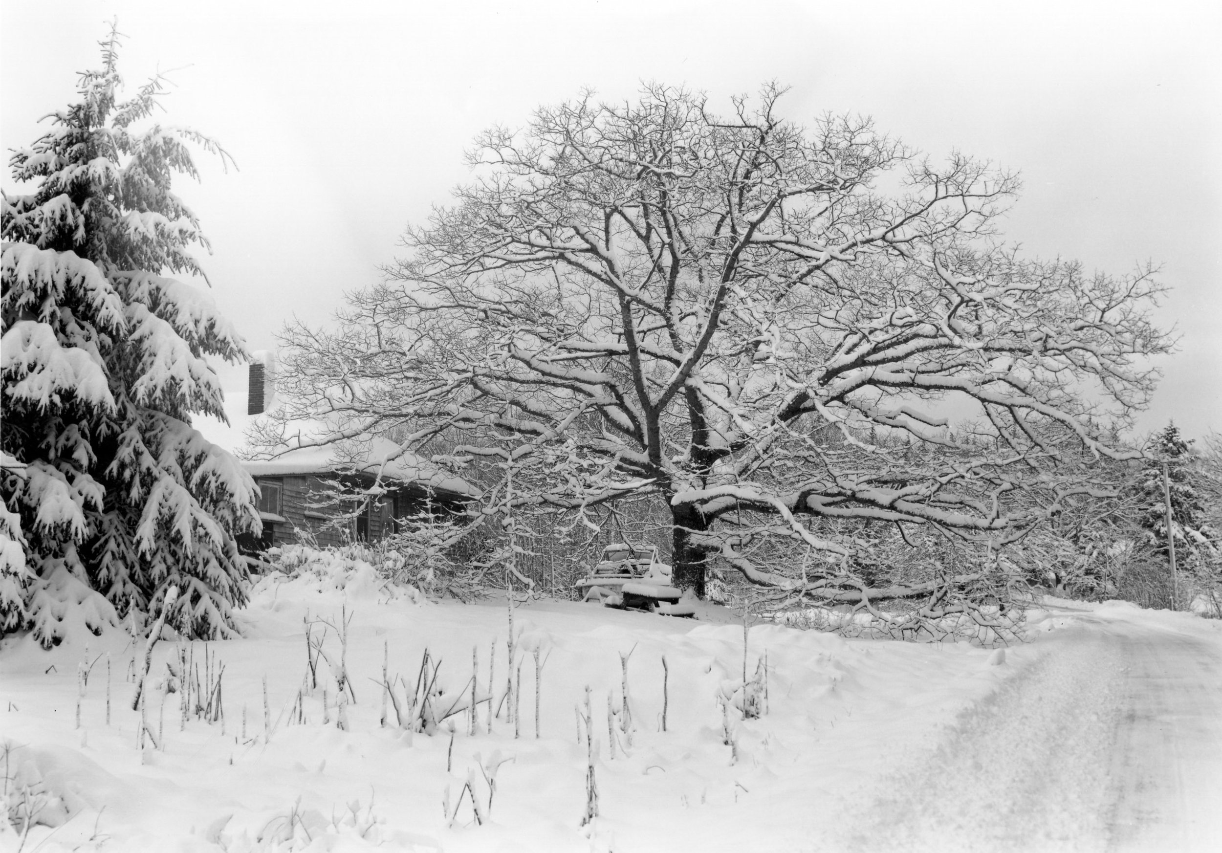 Andrew's Oaktree Sorrento, Maine