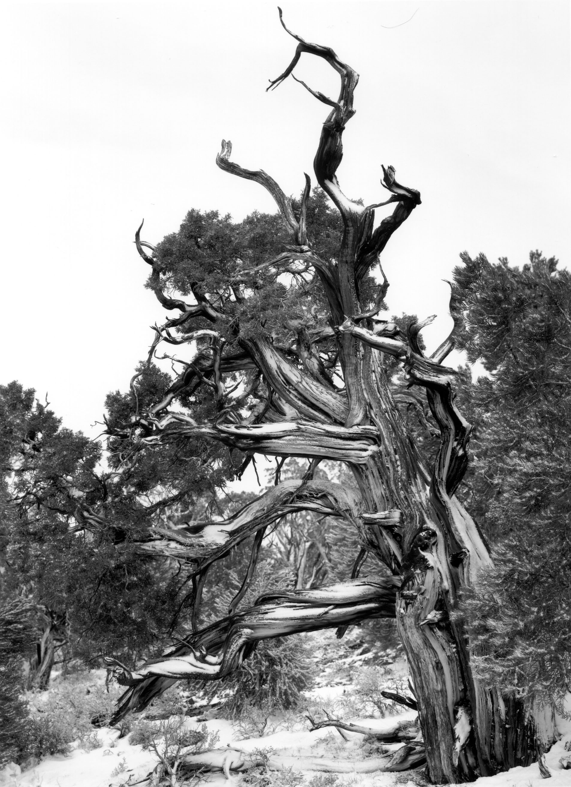 Bristlecone Pine Connors Pass, Nevada 