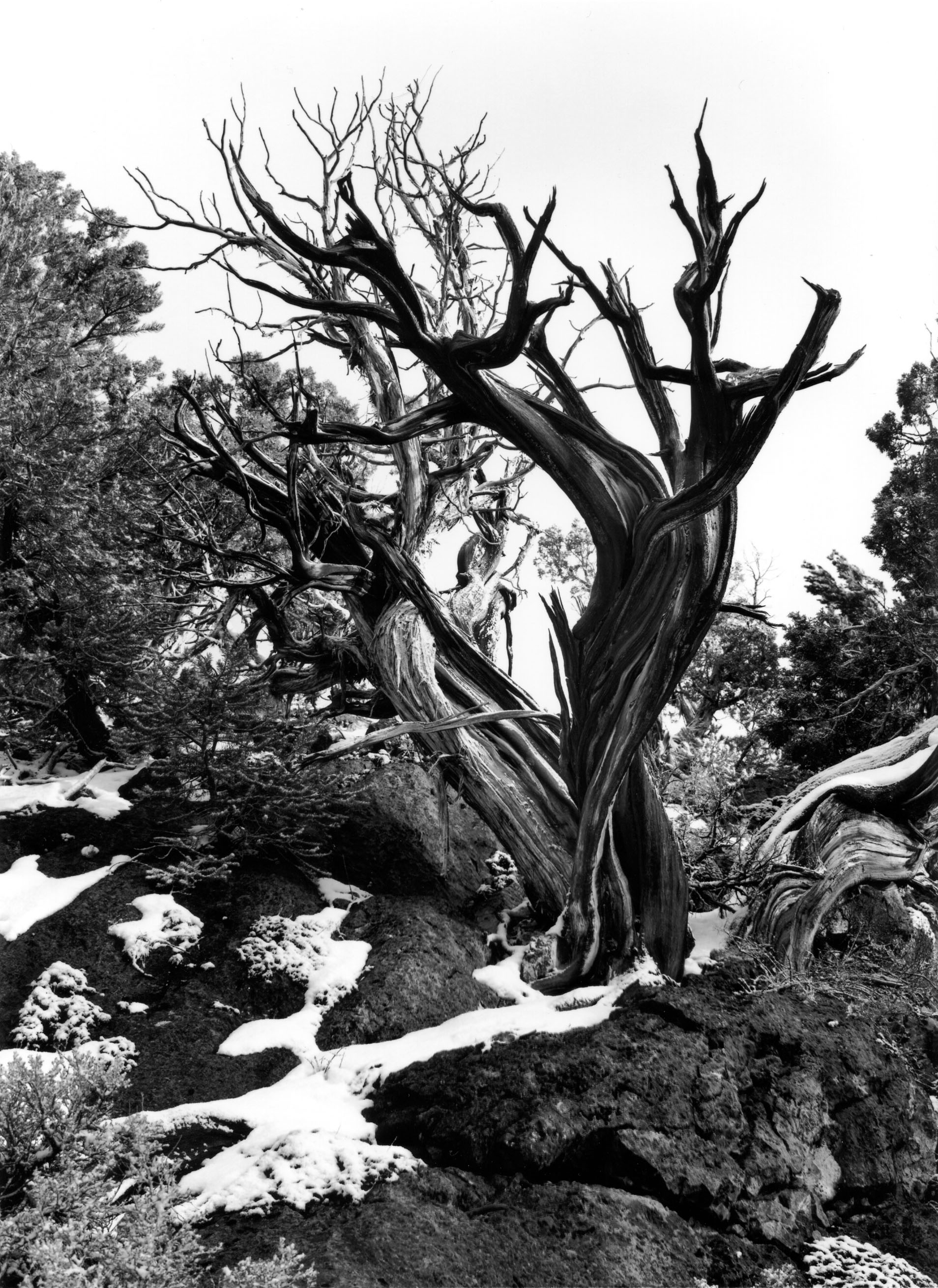 Bristlecone Pine Connors Pass