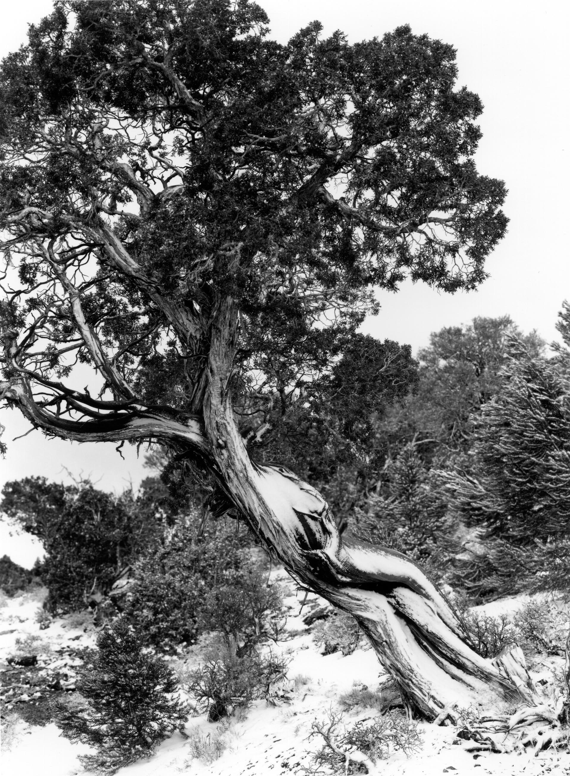 Bristlecone Pine Connors Pass, Nevada 