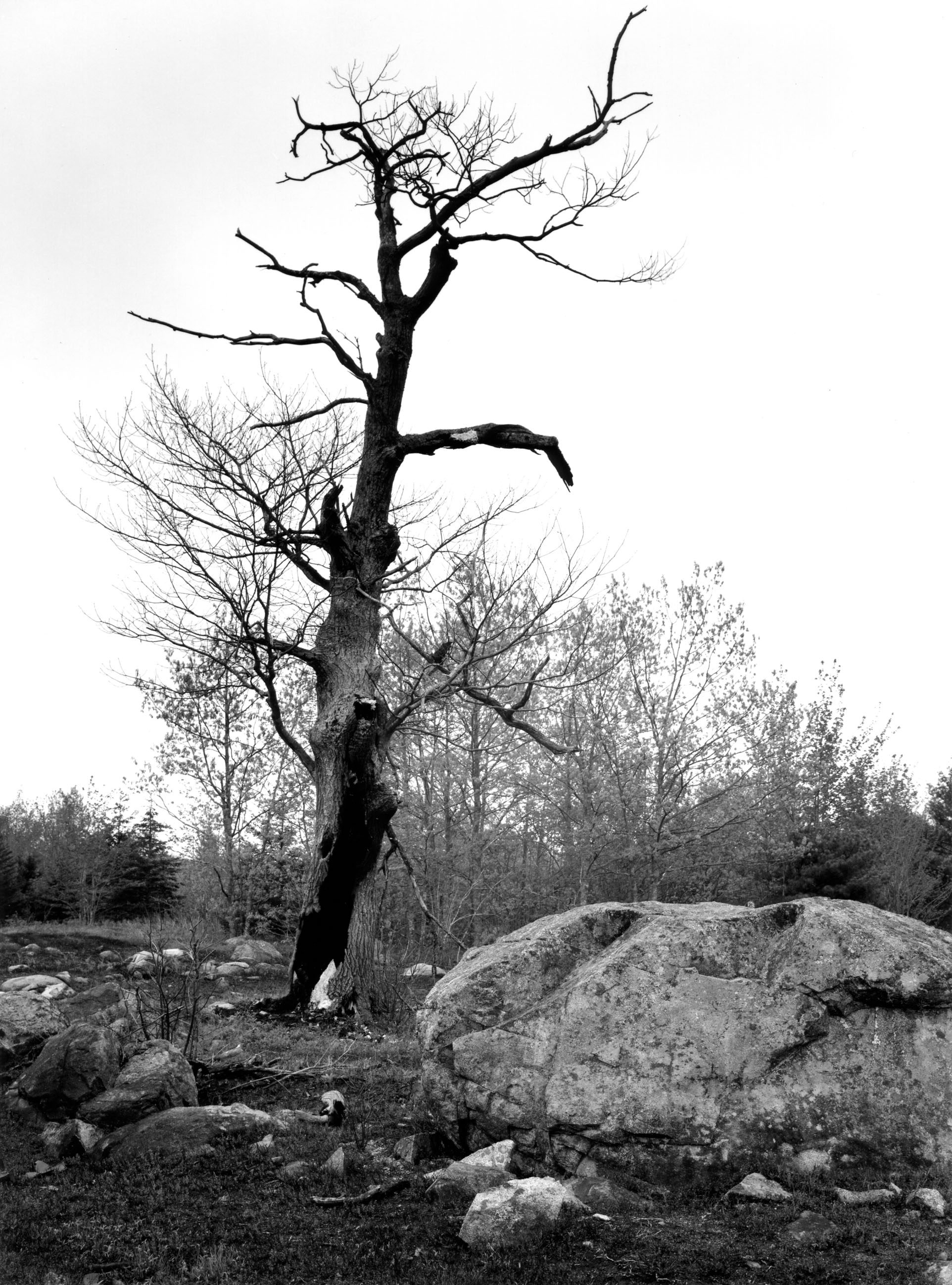 Blueberry Barrens Cherryfield, Maine 