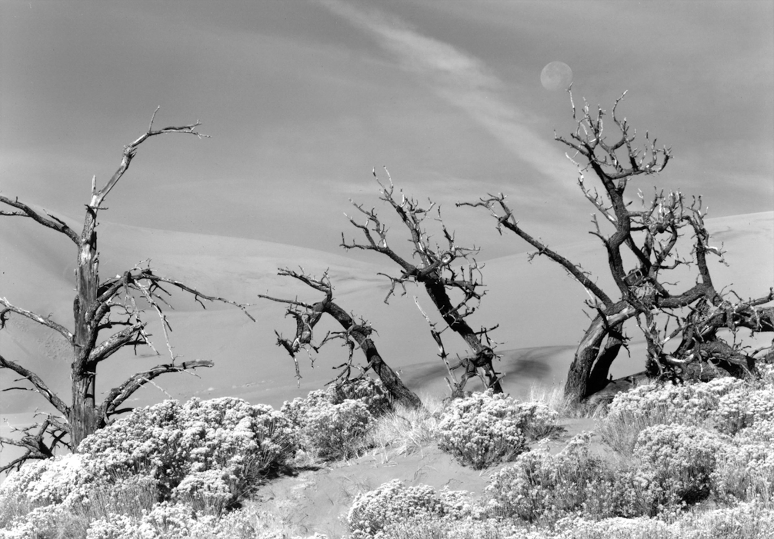 Setting Moon Great Sand Dunes National Park 