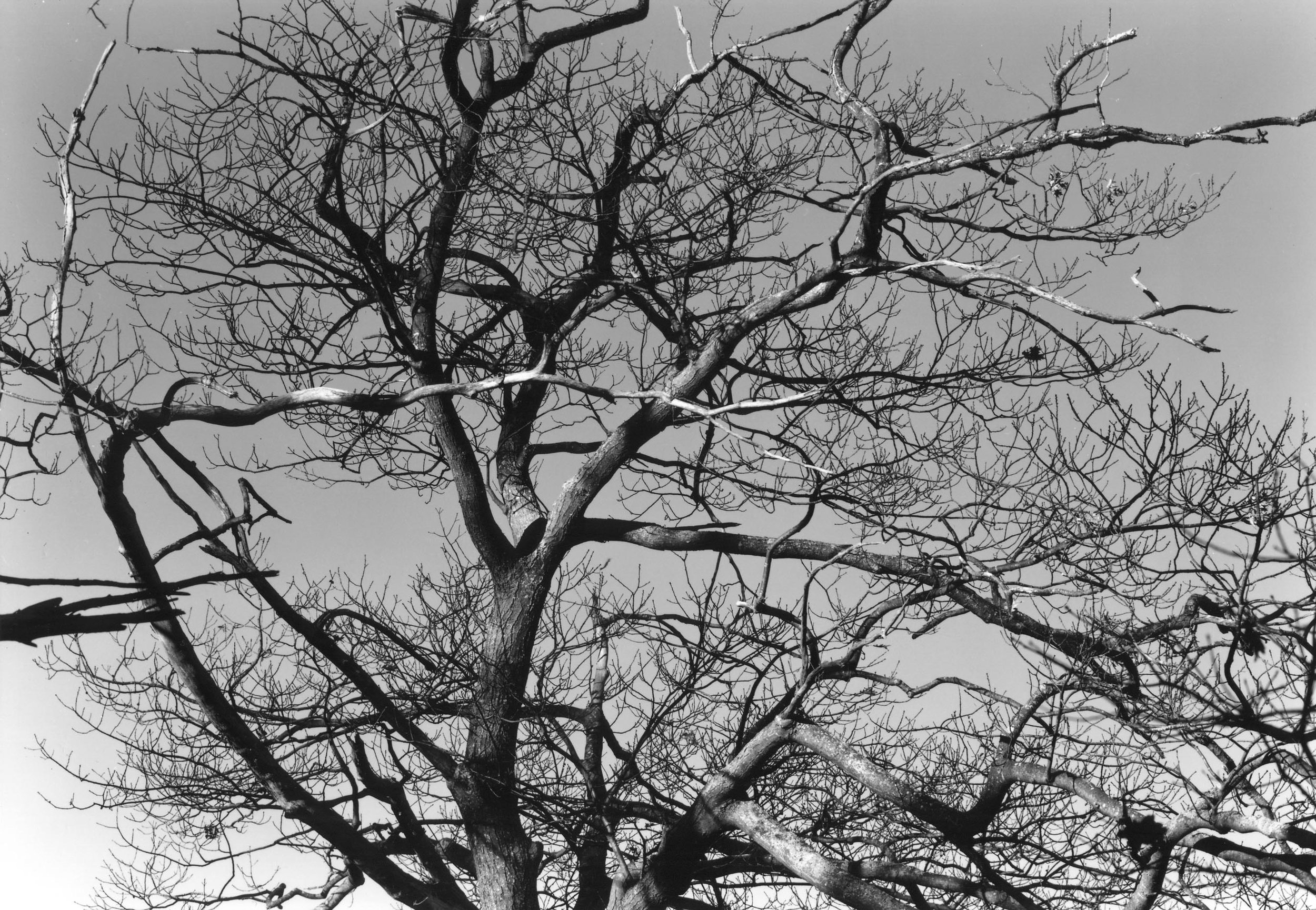 Little Johns Island, Oak Tree, Maine 