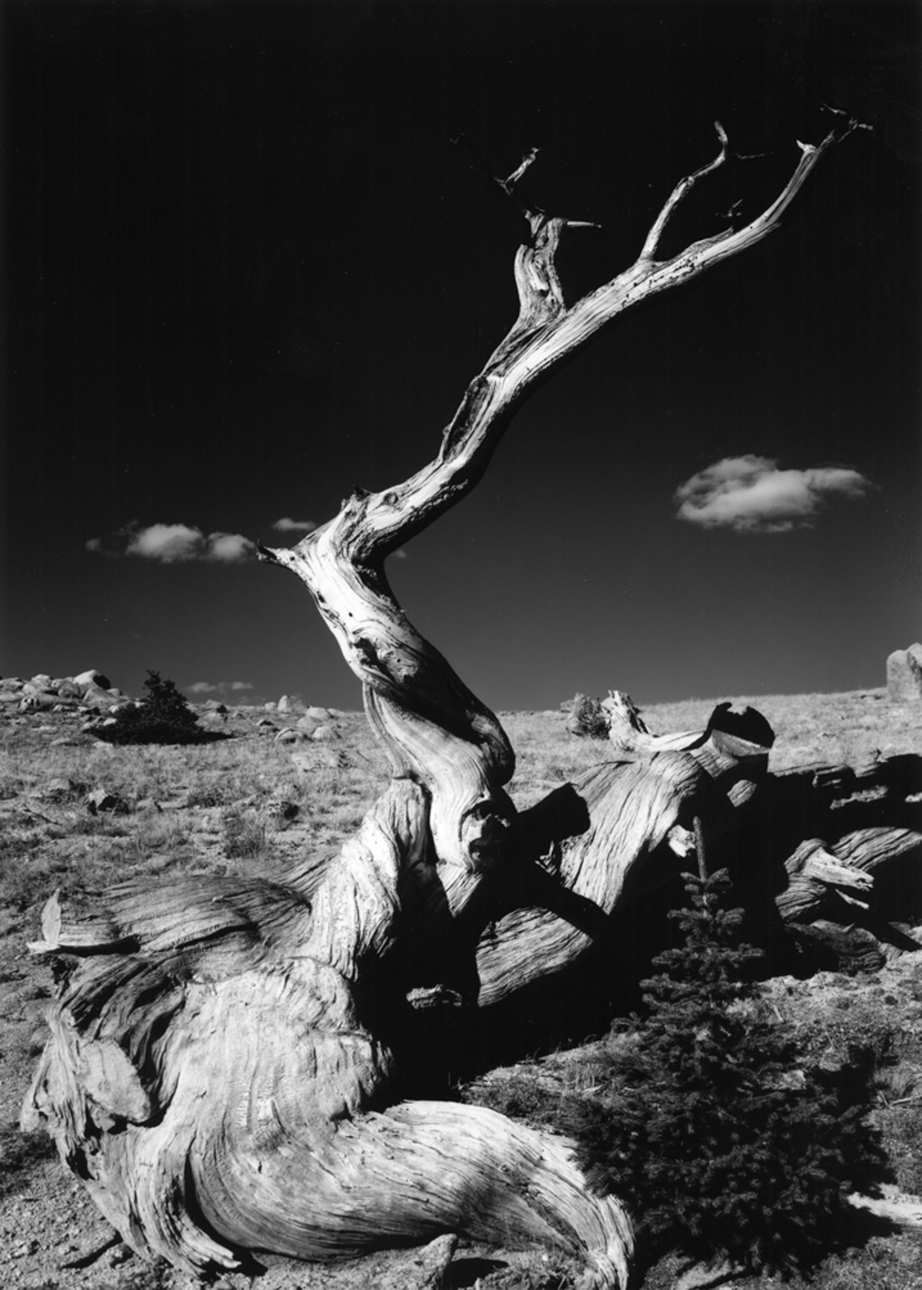 Bristlecone Pine Mt Goliath, Mt Evans Rd. Colorado 