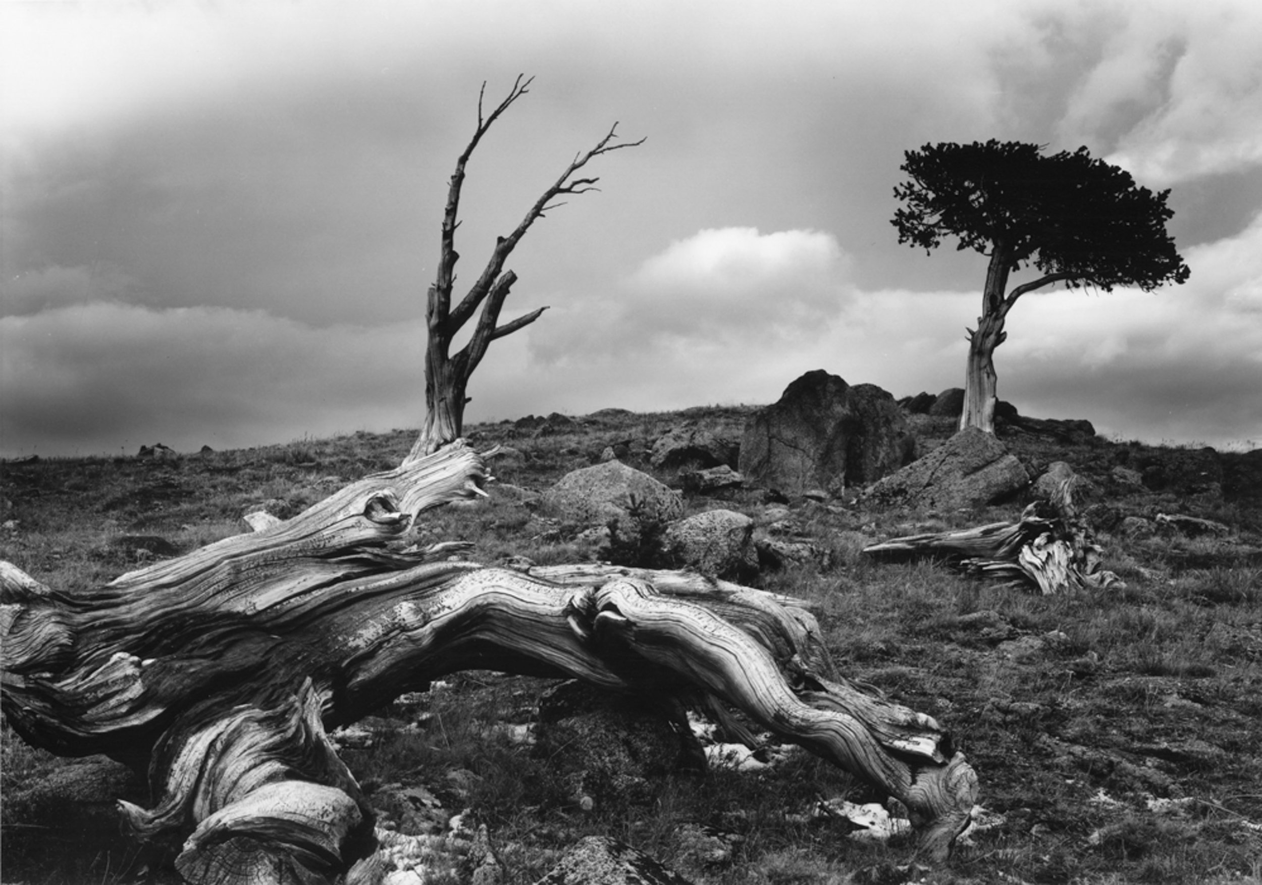 Bristlecone Pine Mt Goliath, Mt Evans Rd. Colorado 