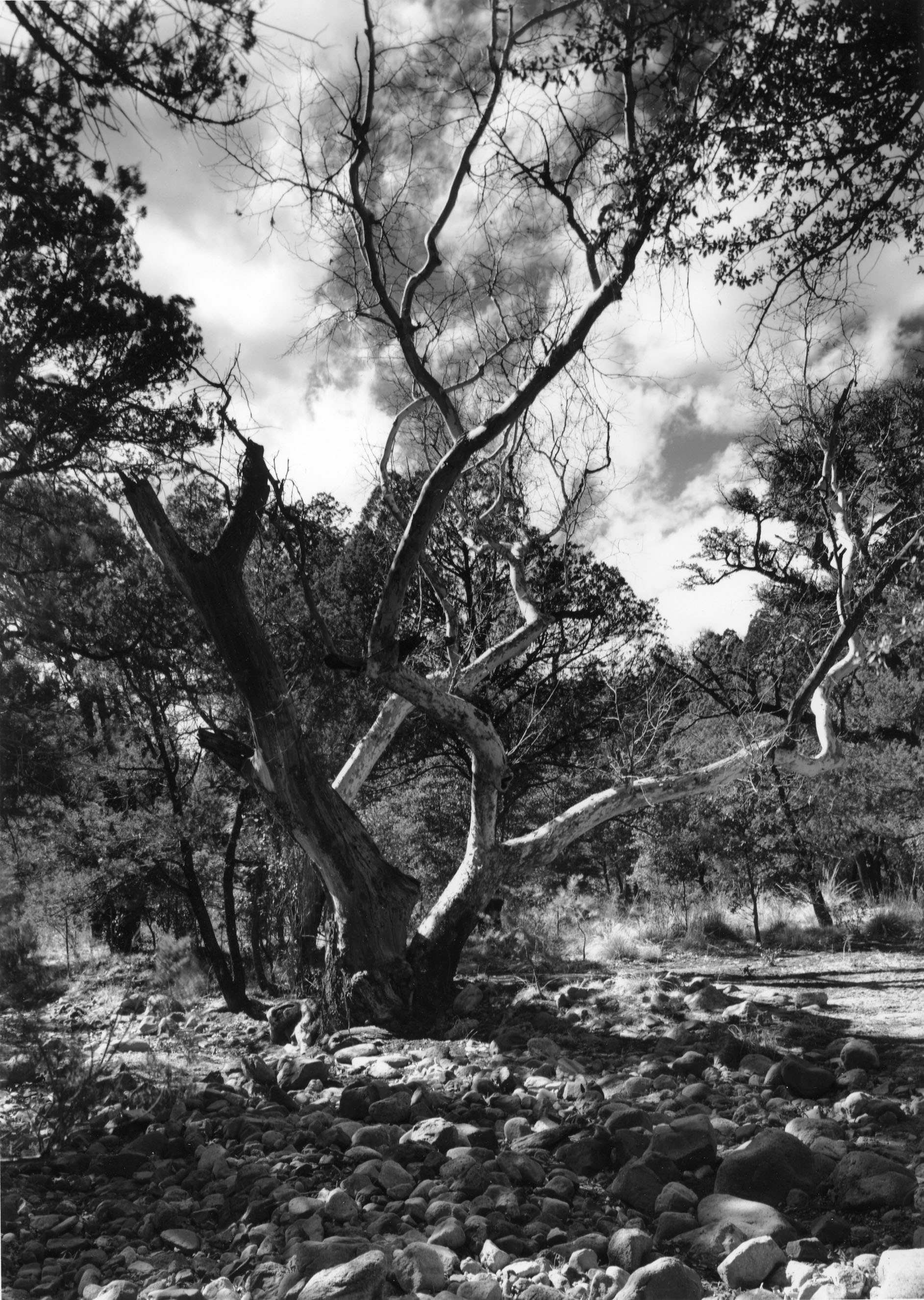 Arizona Sycamore, Coronado National Park, AZ 