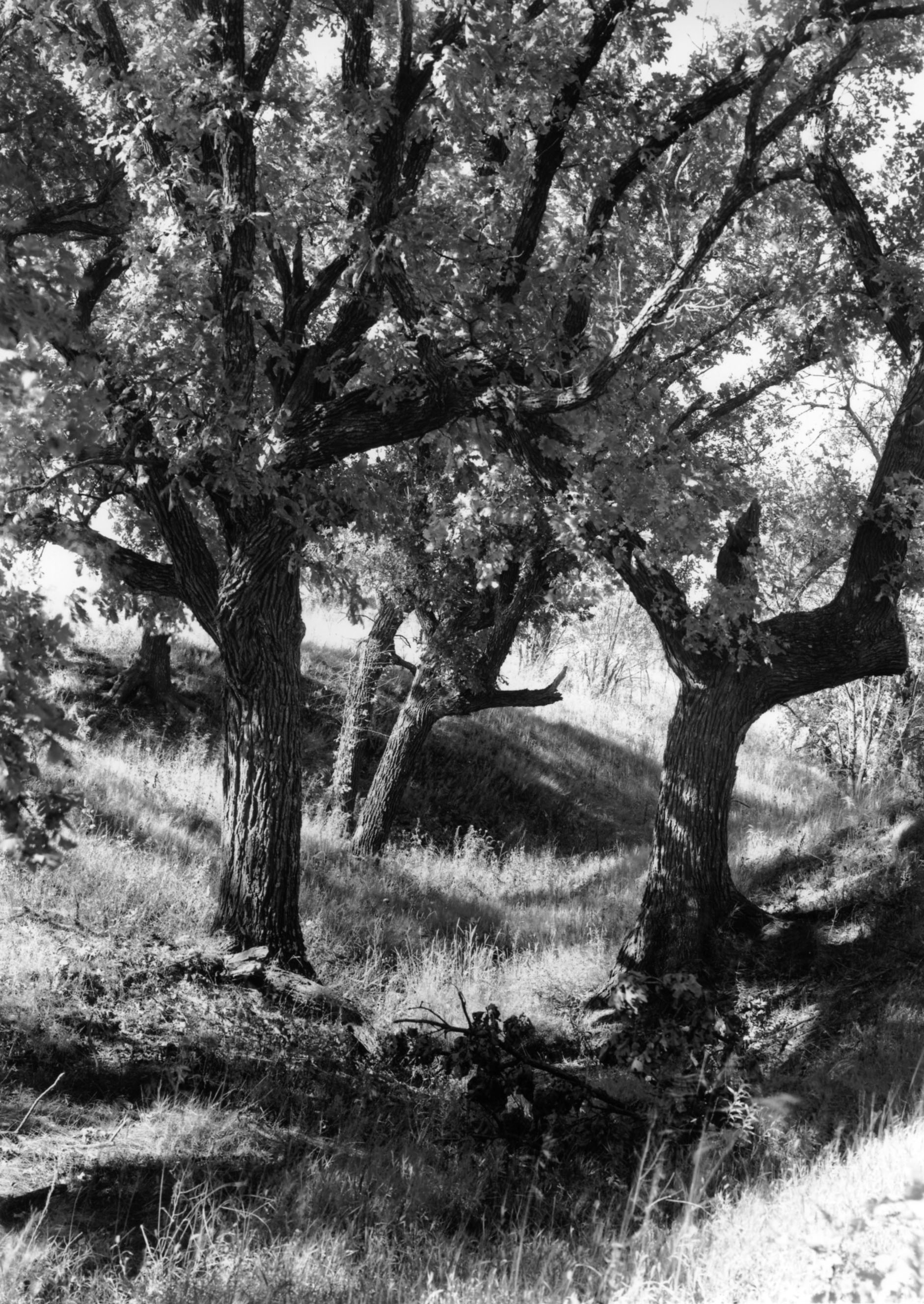 The Land Institute, Hagg Property, Salina, KS 