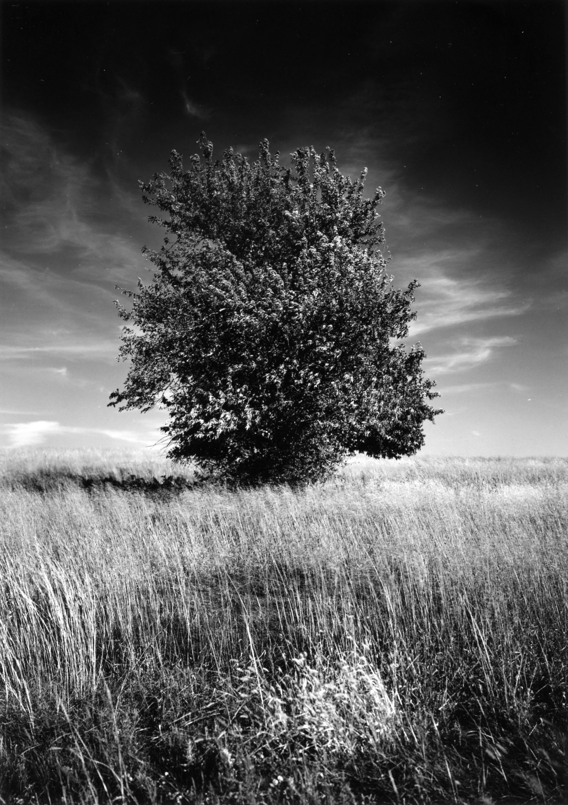 The Land Instatute, Hagg Property, Salina, KS 