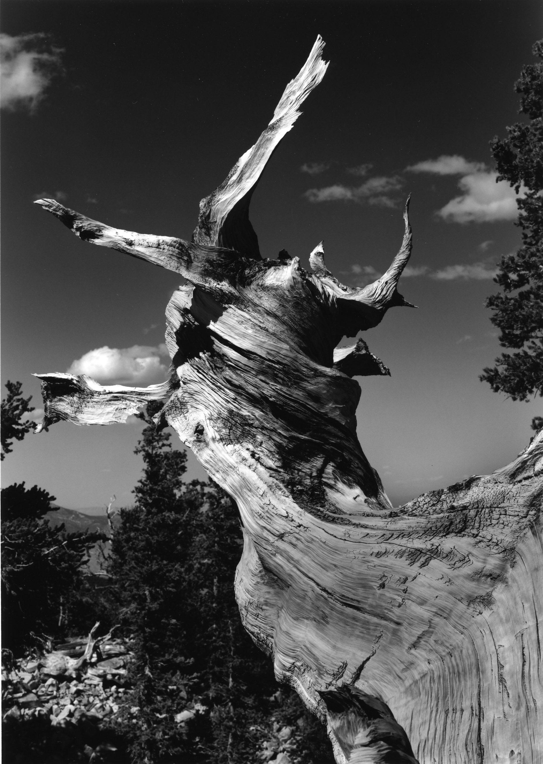 Wheeler Peak, Bristlecone Pine Grove, Great Basin National Park, Nevada 