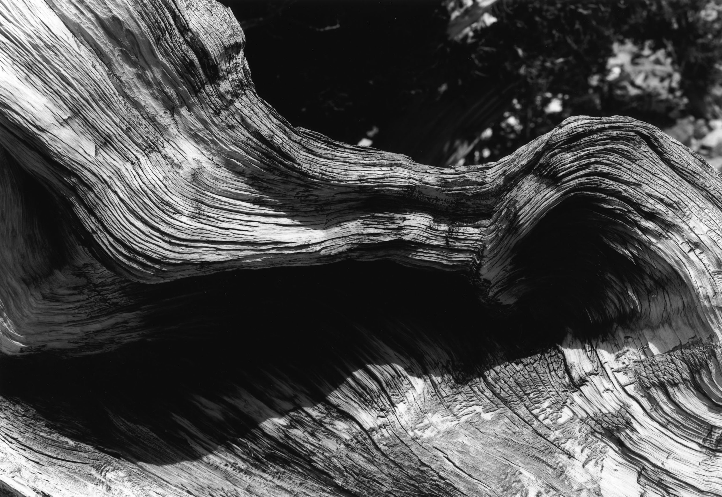 Wheeler Peak, Bristlecone Pine Grove, Great Basin National Park, Nevada 