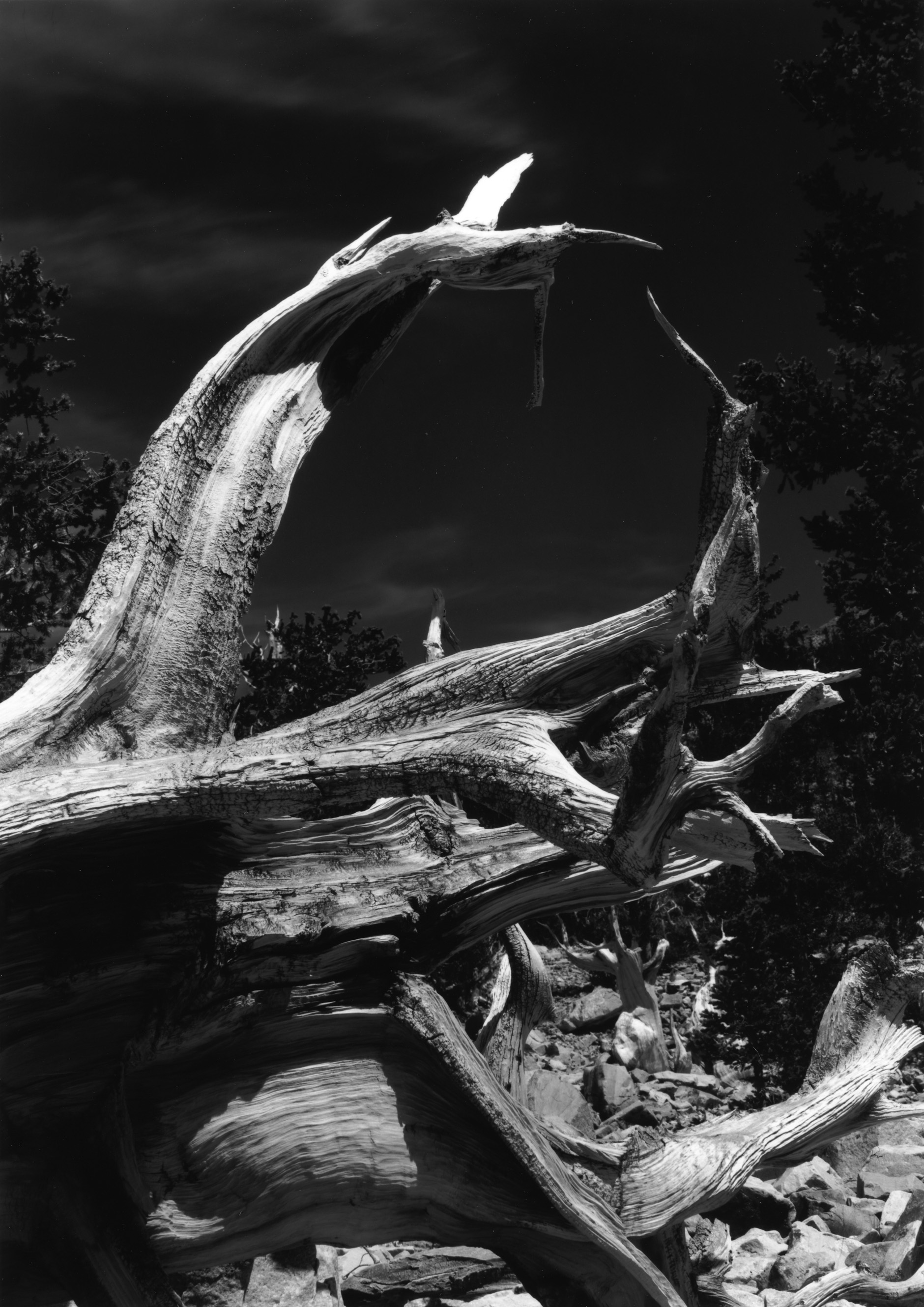 Wheeler Peak, Bristlecone Pine Grove, Great Basin National Park, Nevada 