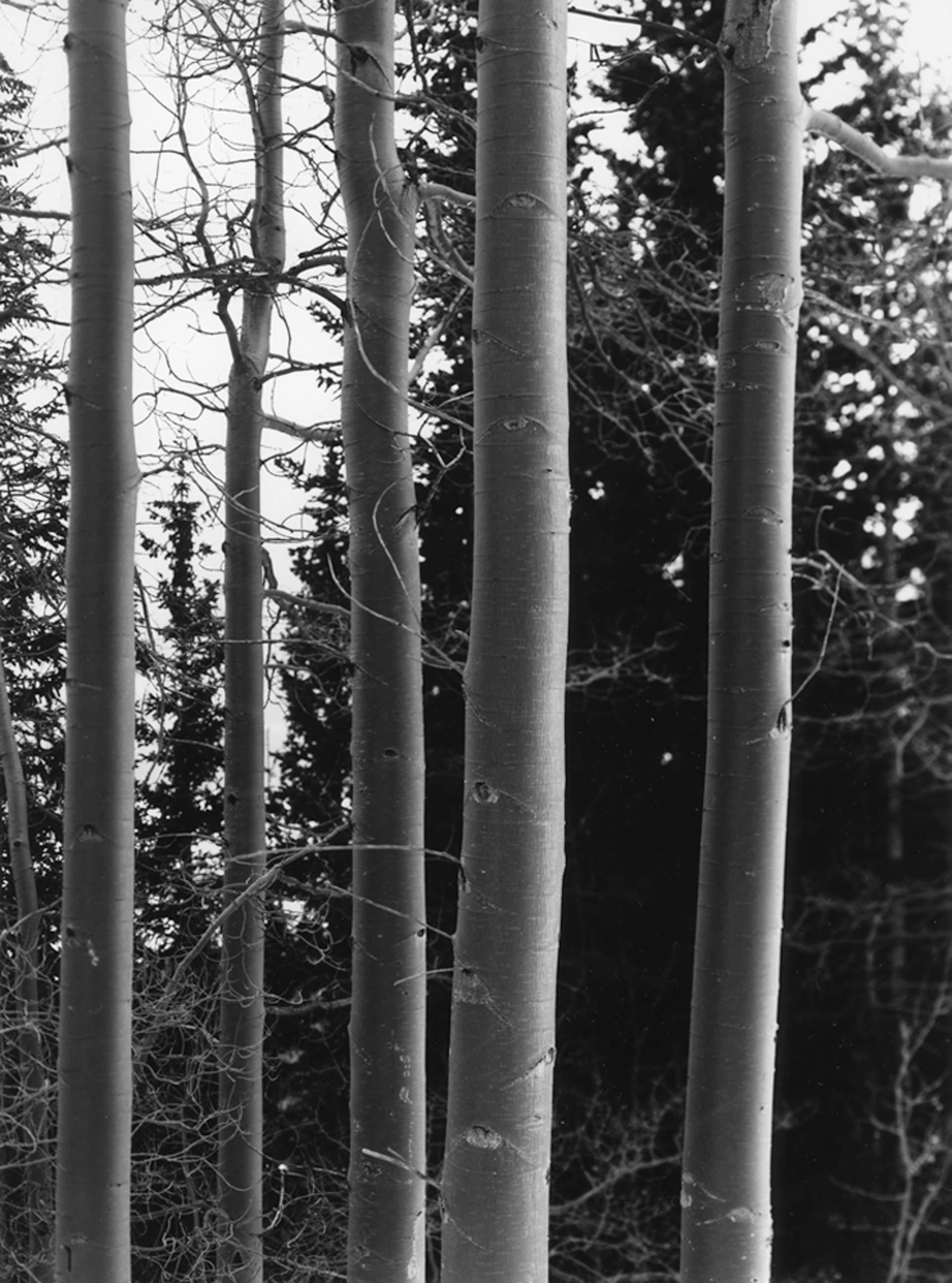 Aspens  Alma CO.  