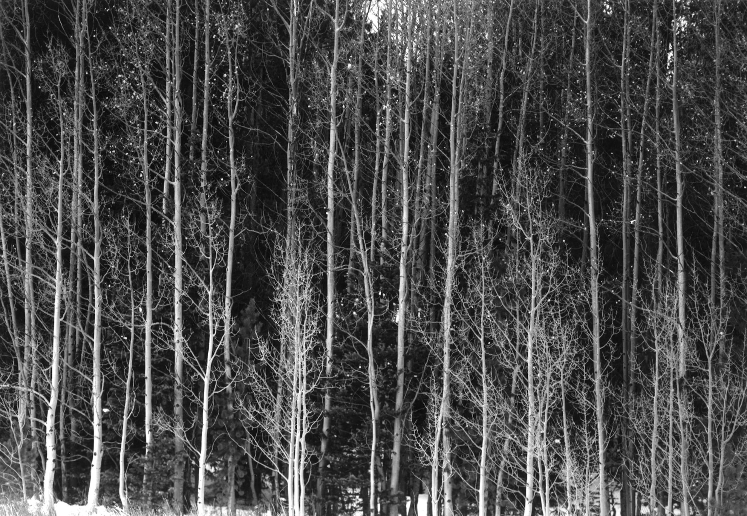 Aspen trees  Alma, CO.  