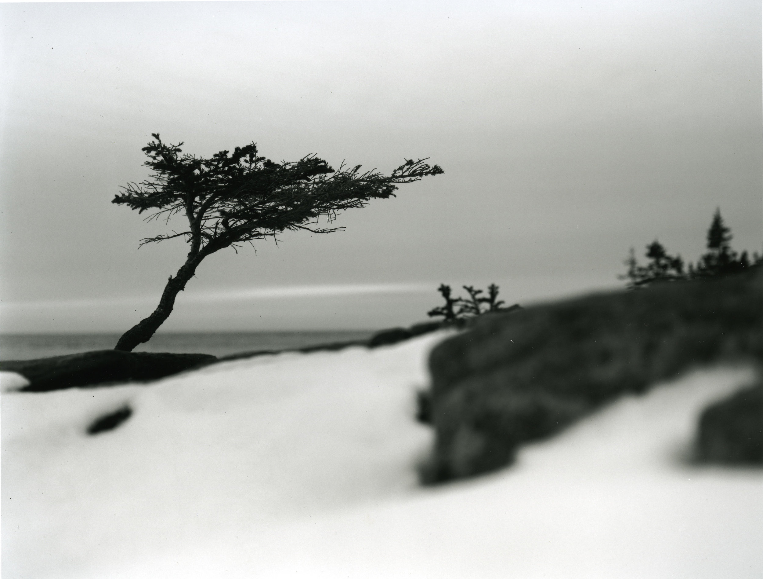 Sarah's Tree Coastal Maine 