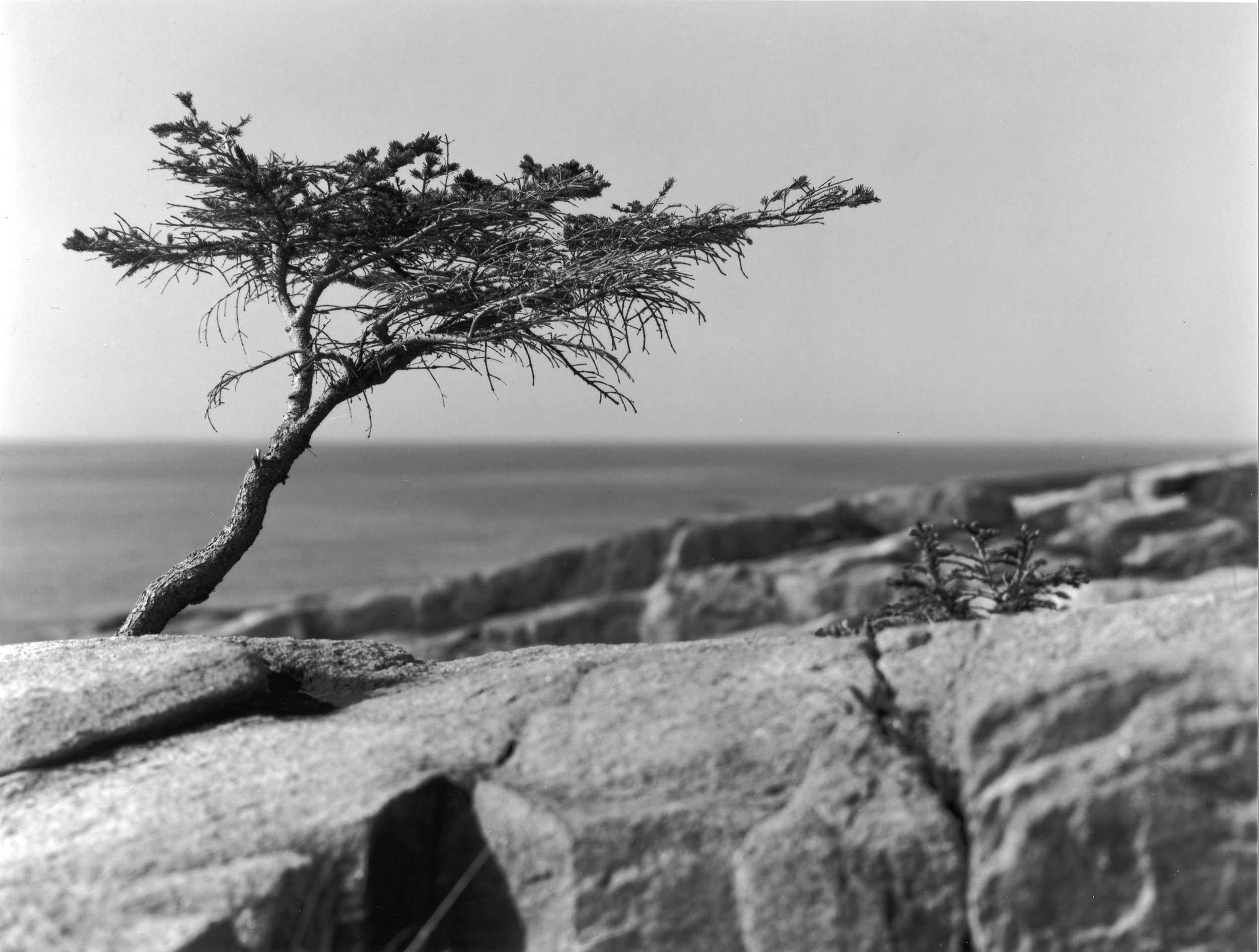 Sarah's Tree Coastal Maine 