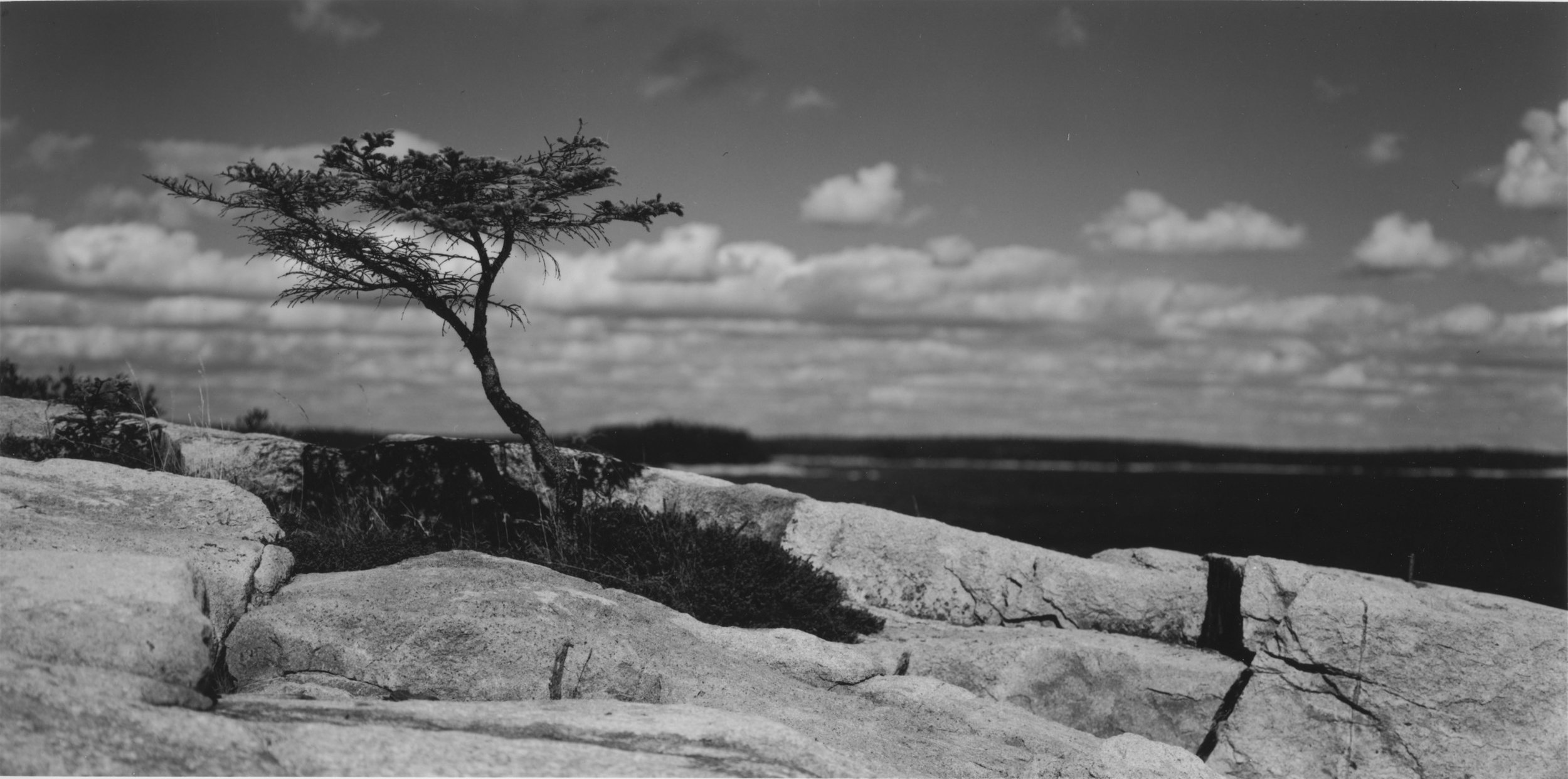 Sarah's Tree  Coastal Maine 