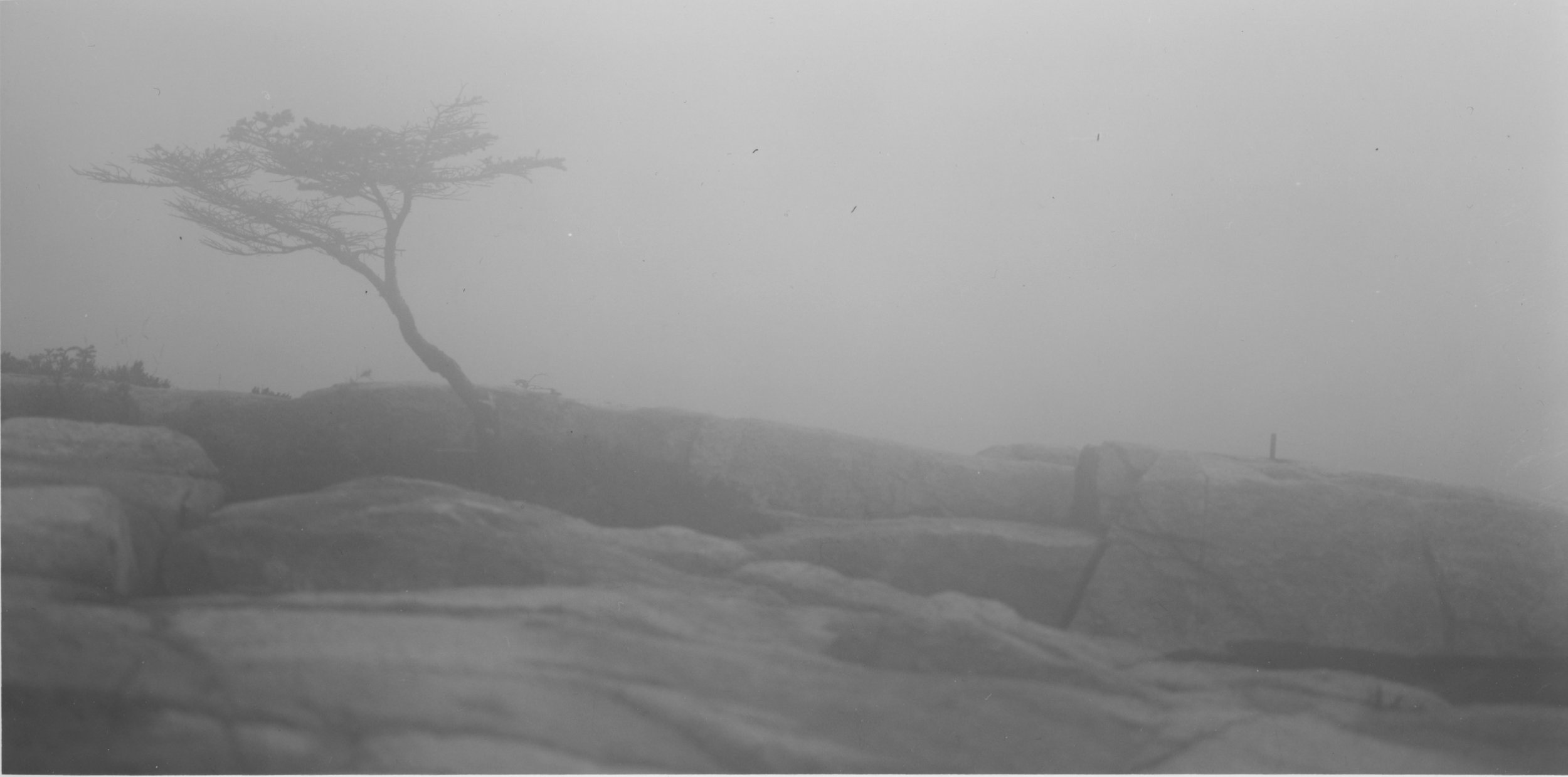Sarah's Tree Fog Coastal Maine  
