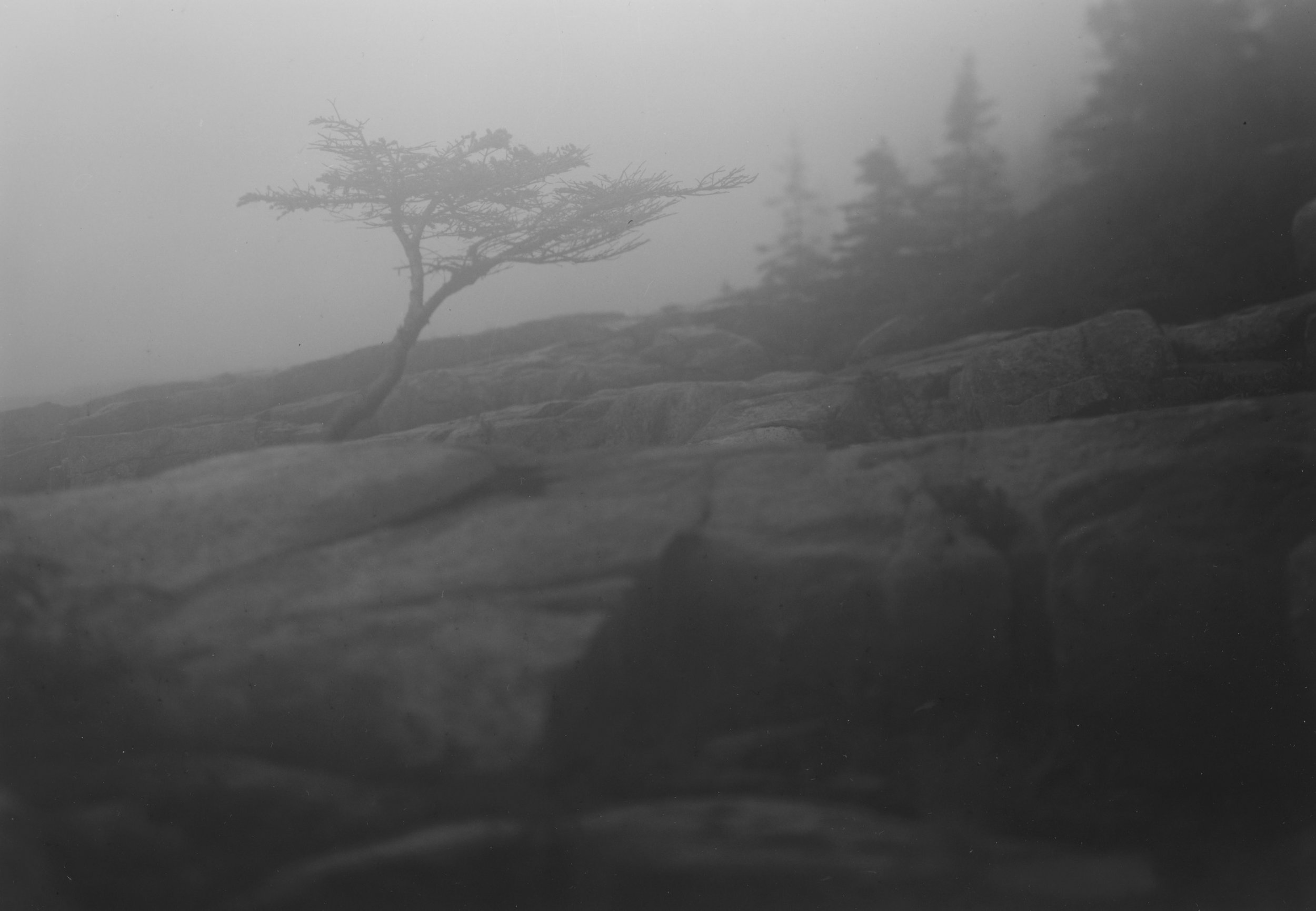 Sarah's Tree Fog Coastal Maine