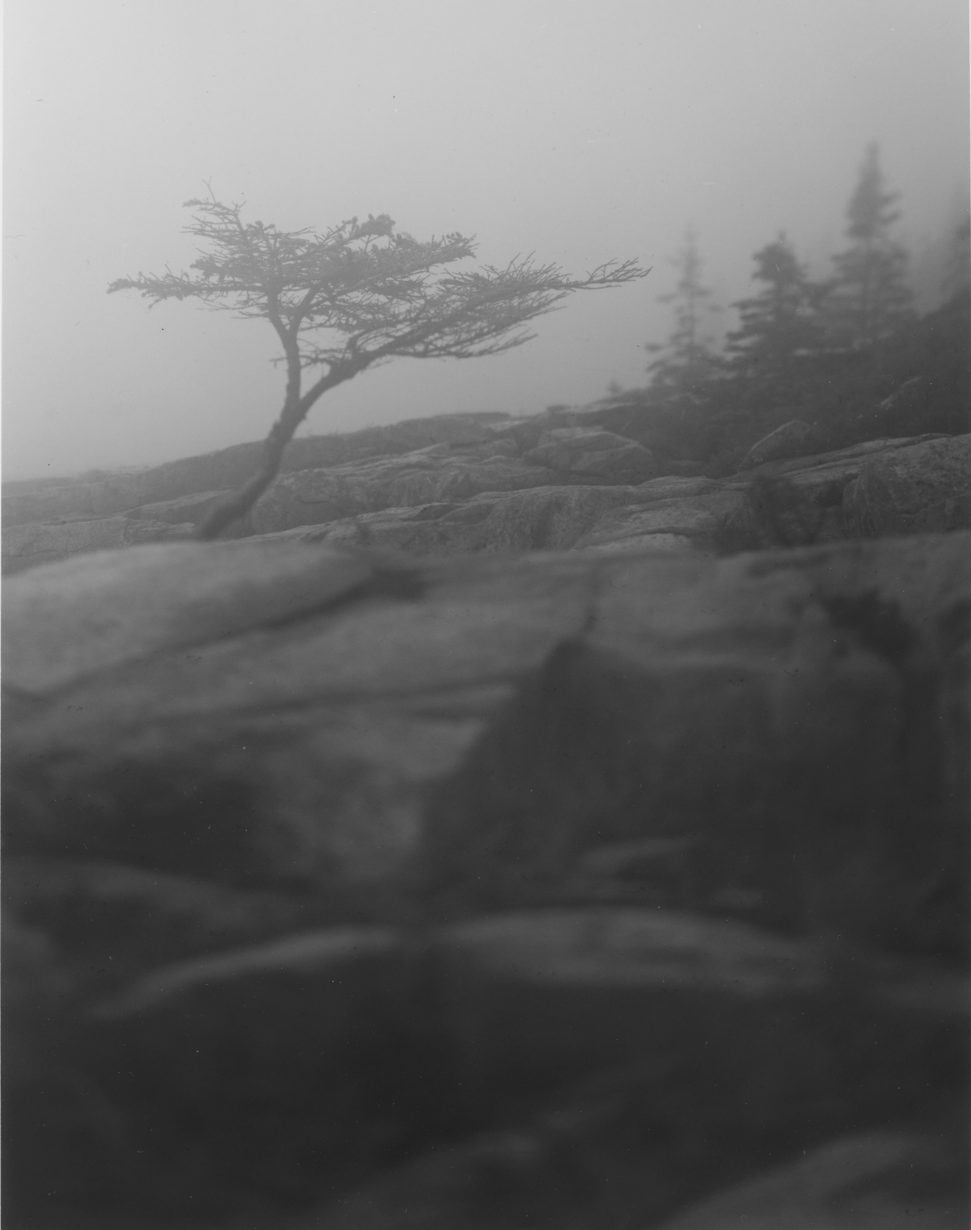 Sarah's Tree Fog Coastal Maine  