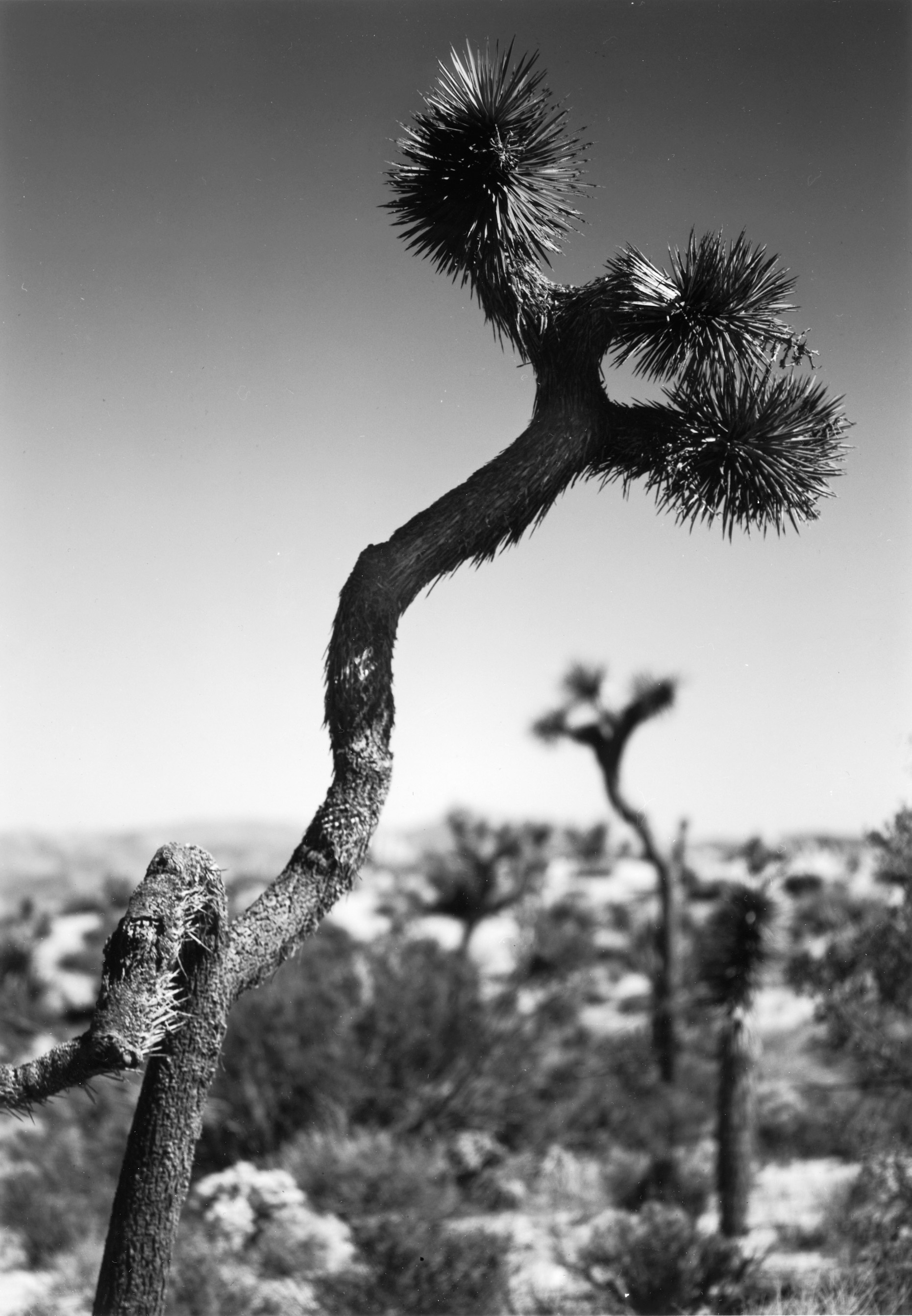 Joshua Tree NP  California  