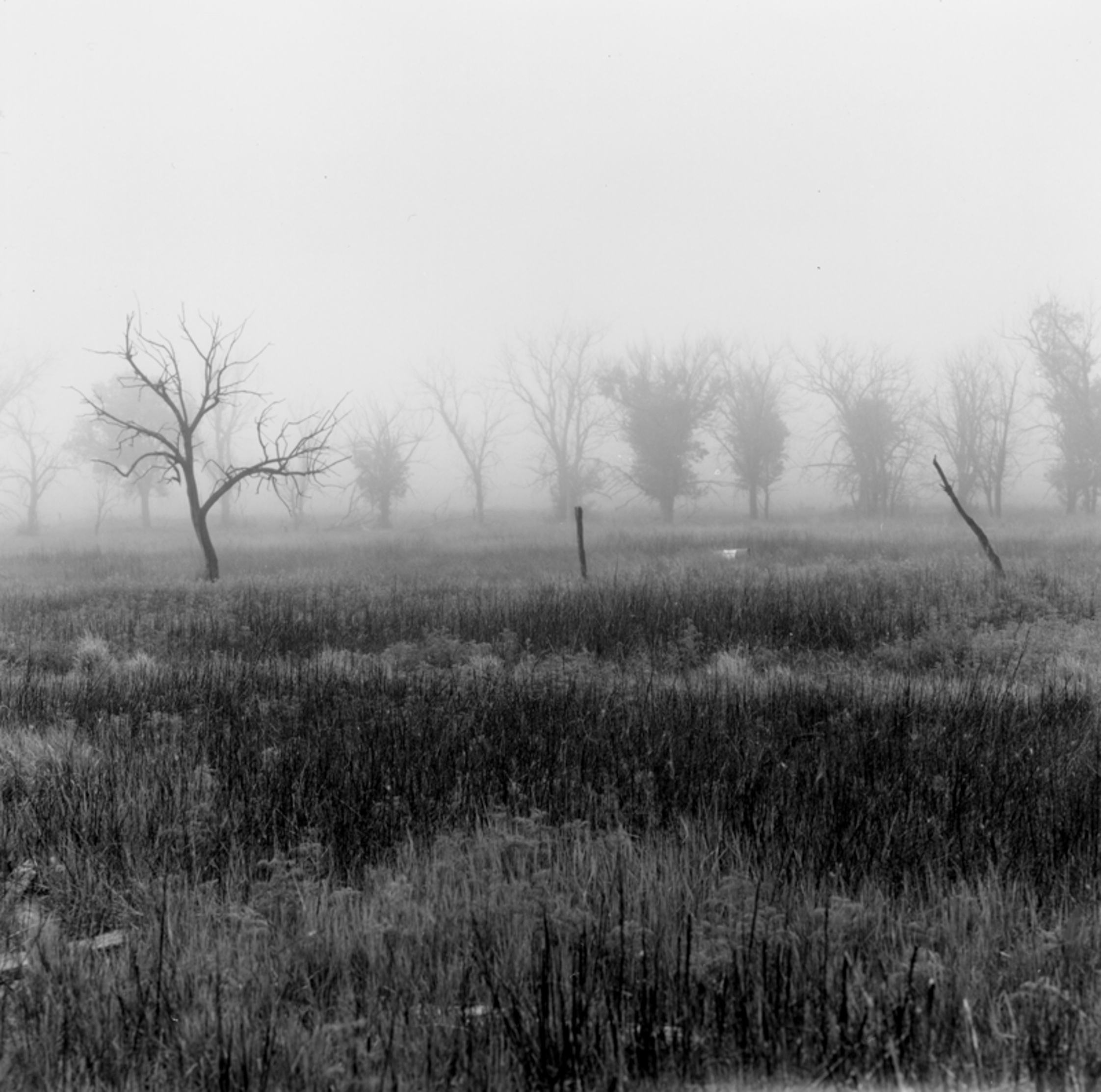 Fog Abandoned Ranch