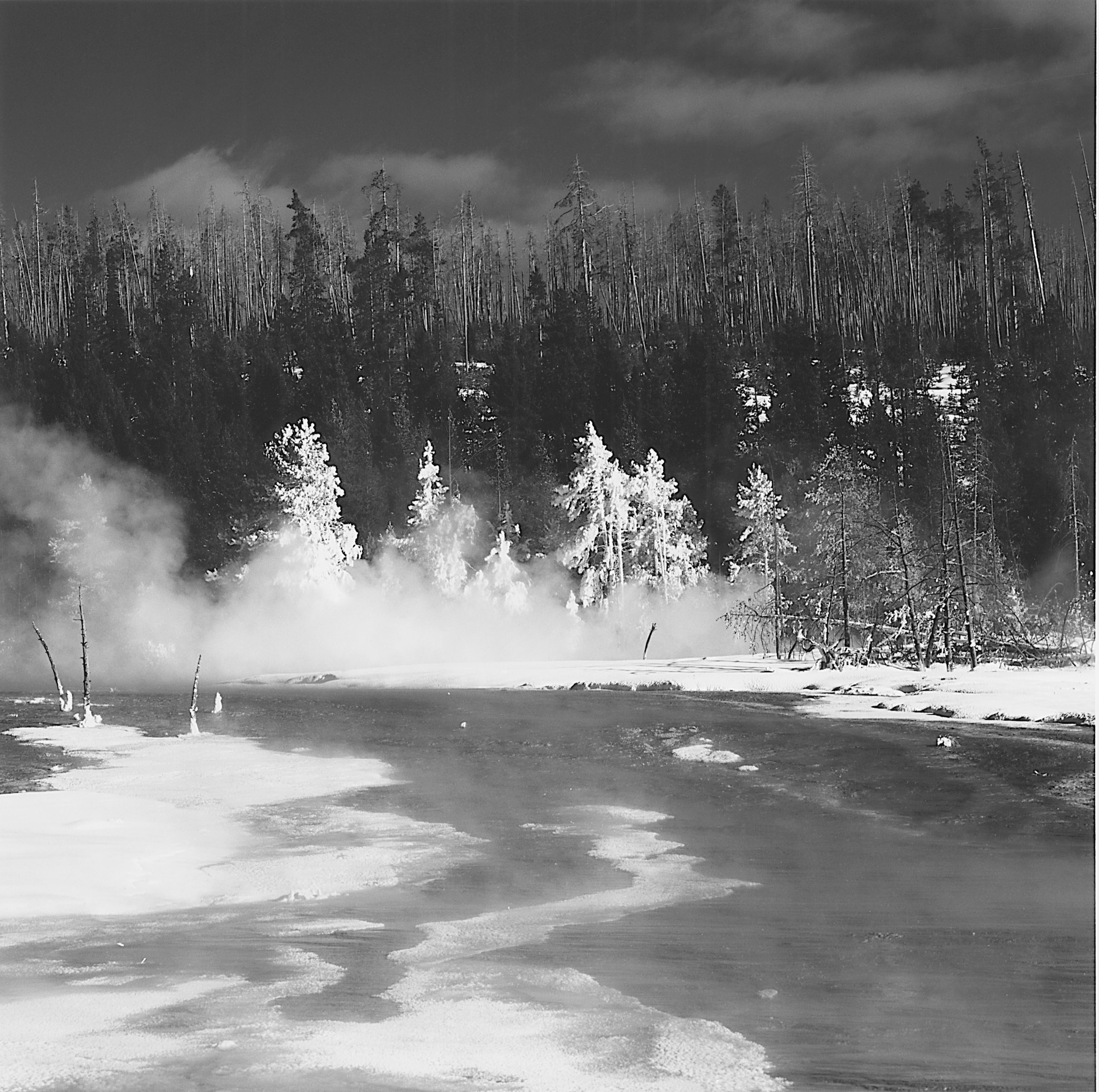   Frosted Trees, West Thumb, Geyser Basin Yellowstone National Park,