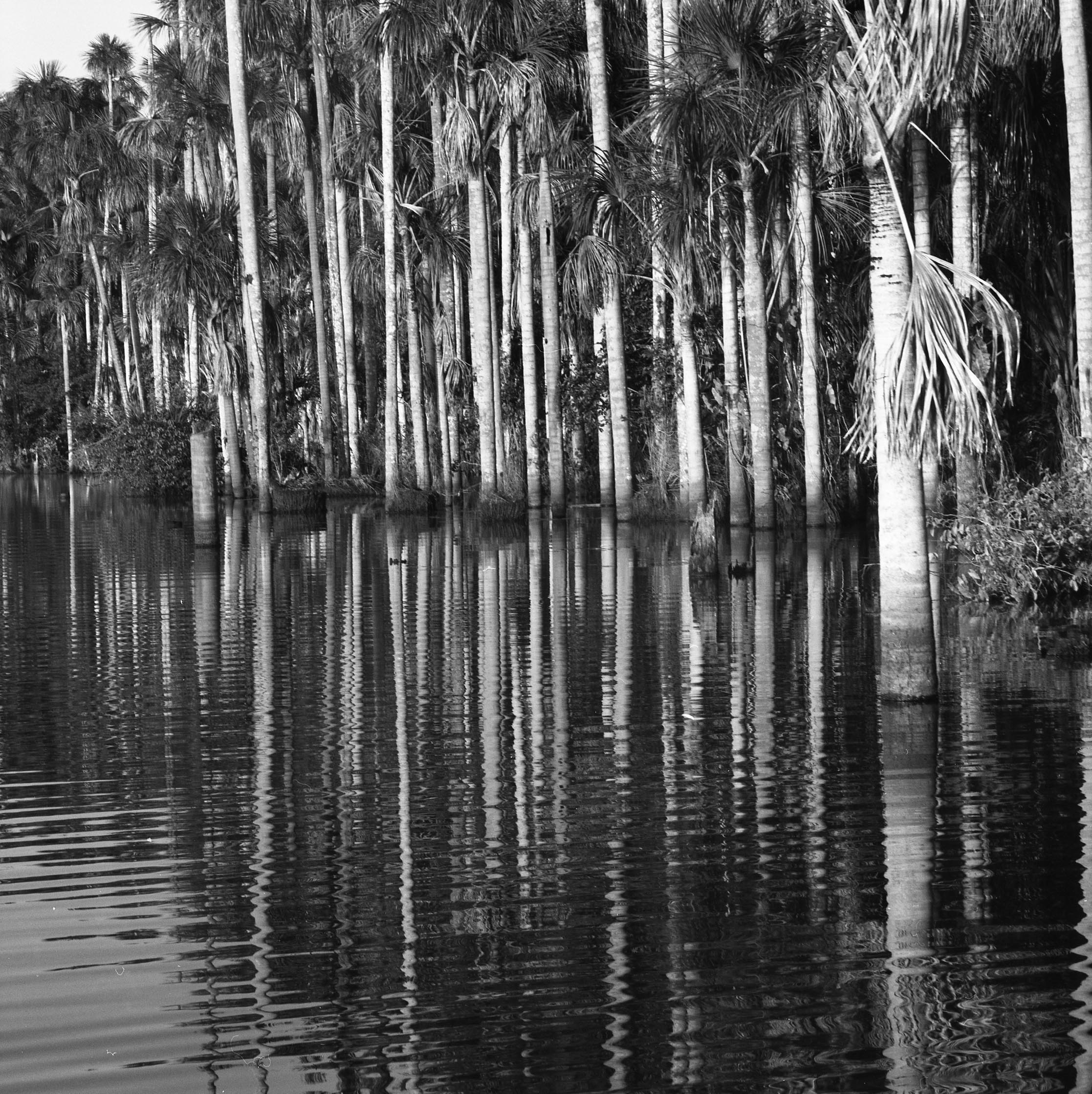 Tambopata National Reserve Sandoval Lake, Peru