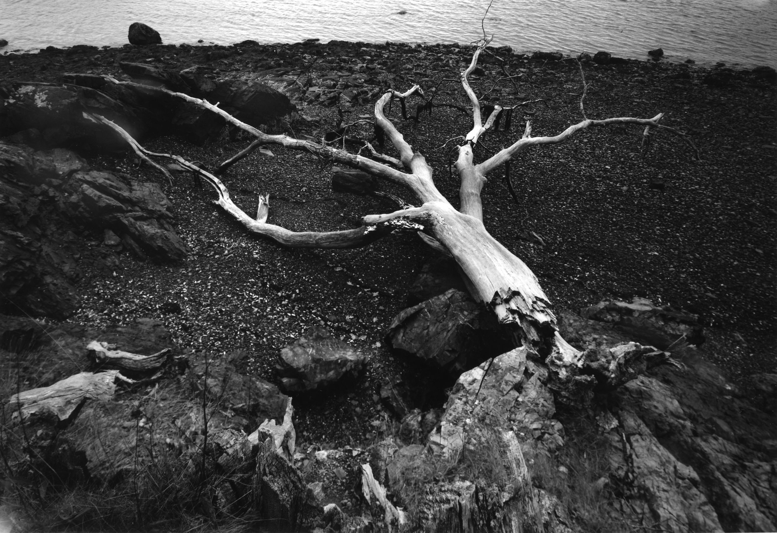 Fallen Oak Sorrento Frenchman Bay Maine