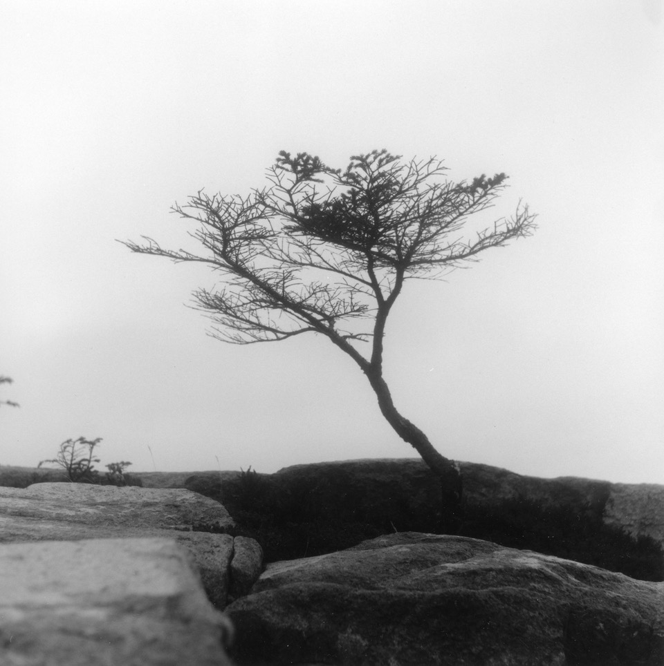 Sarah's Tree  Coastal Maine