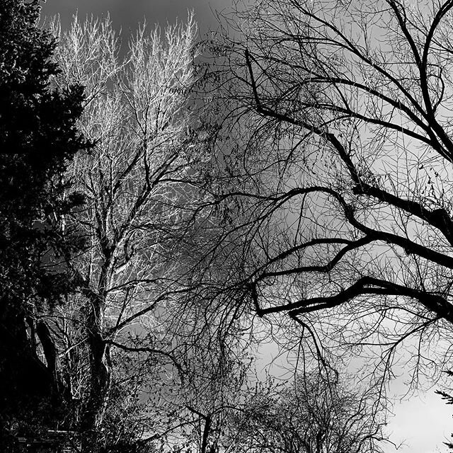 #trees#denverartists #giffordewingphotography #blackandwhitephotography