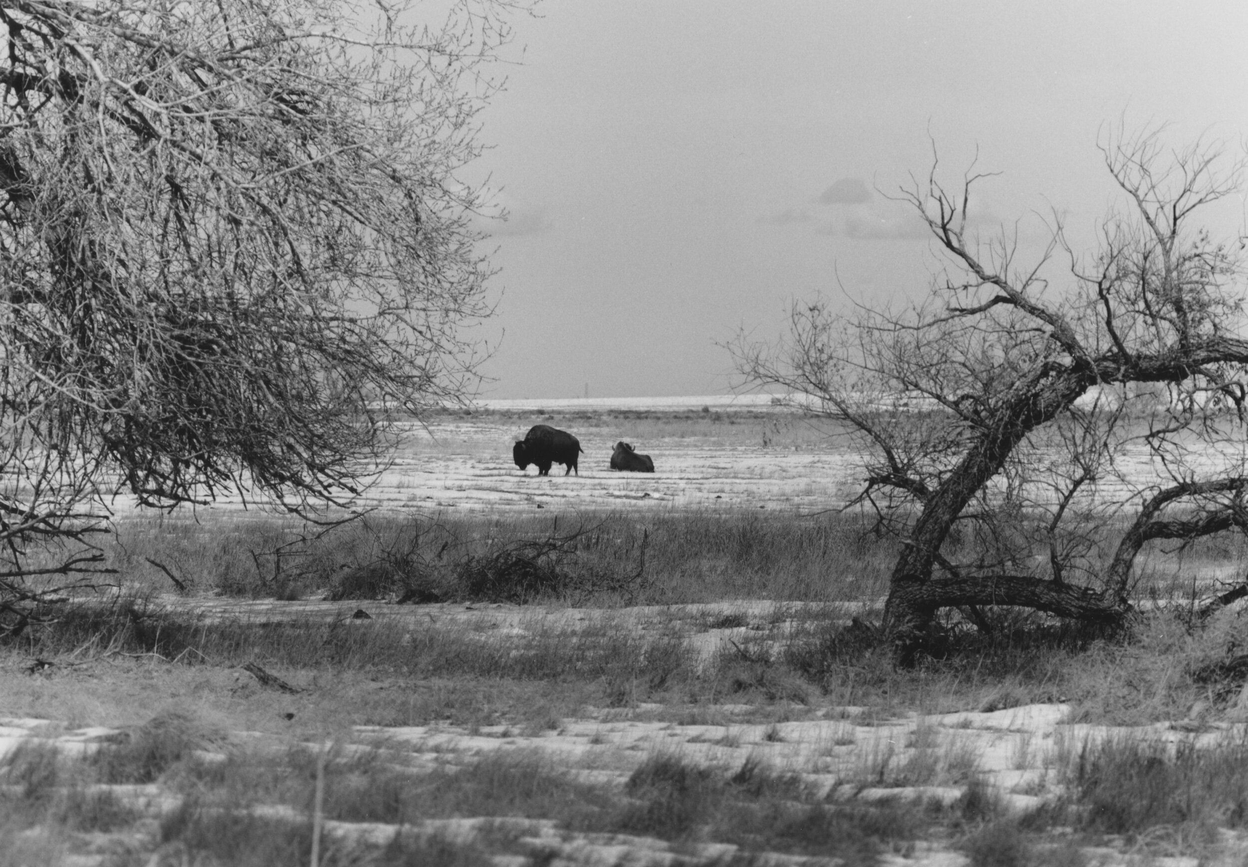Buffalo, Rocky Mountain Arsenal Wildlife Refuge