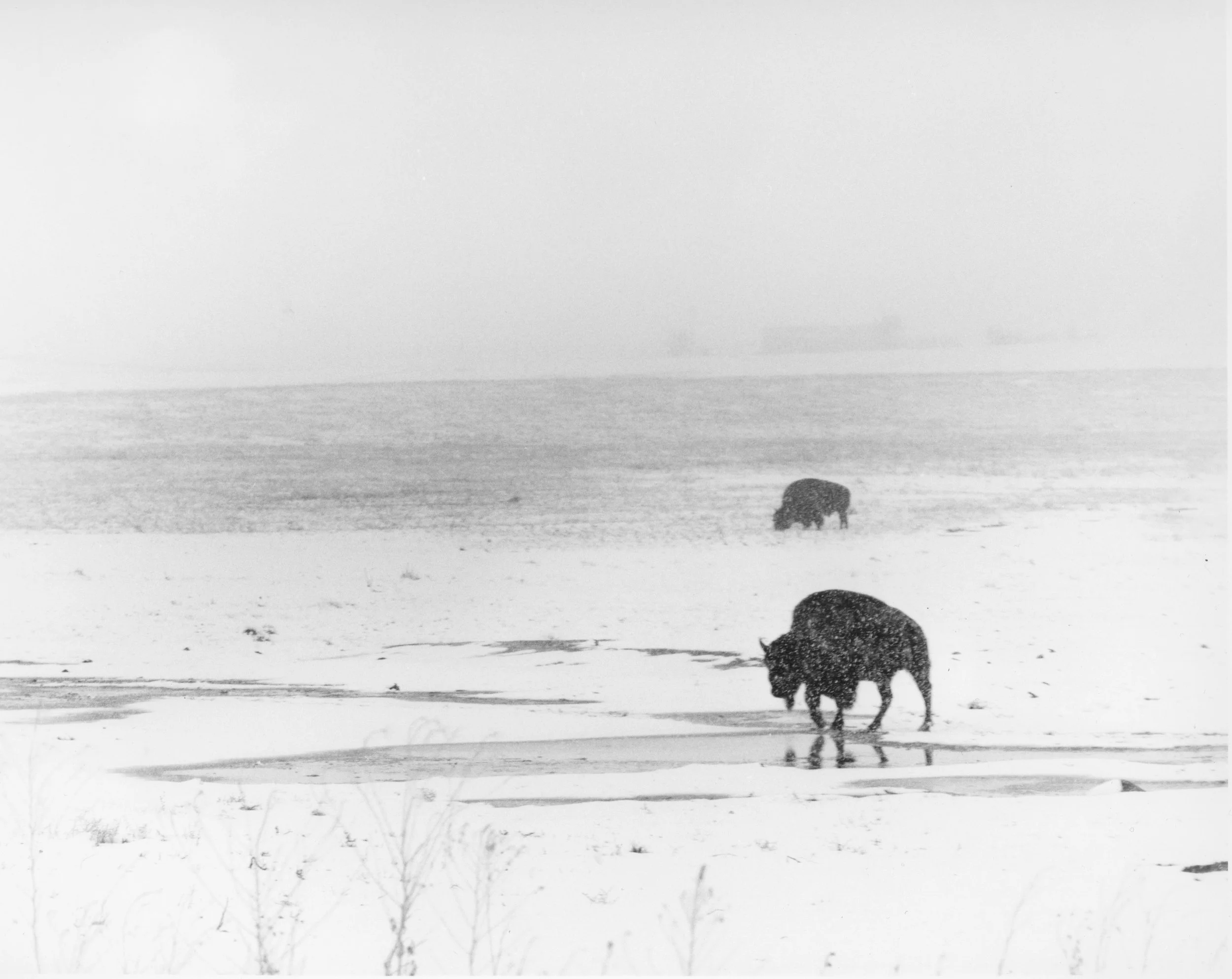 Rocky Mountain Arsenal National Wildlife Refuge